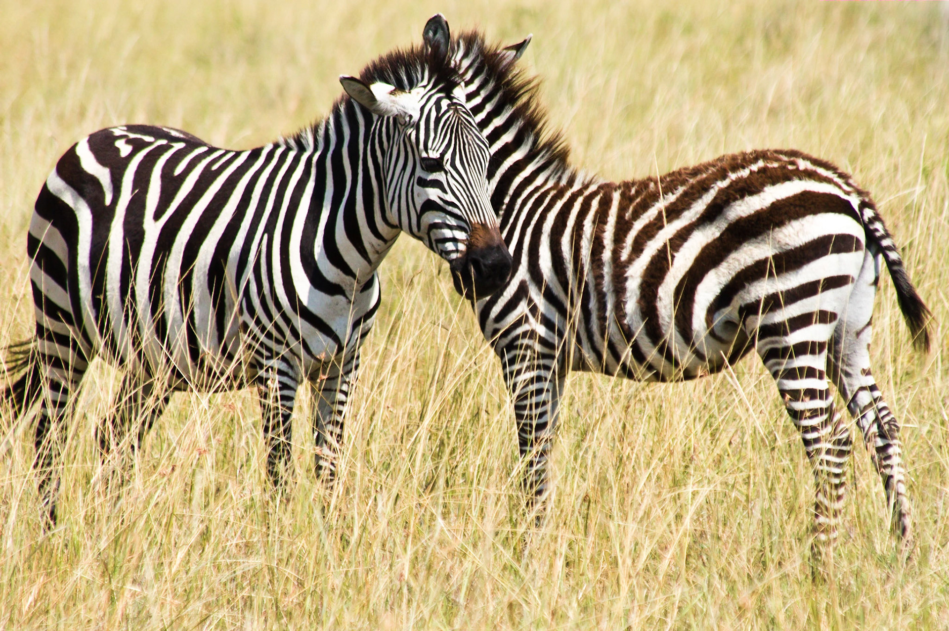 Es ist üblich, dass Zebras in entgegengesetzte Richtungen blicken, da sie so besser bemerken, wenn sich ein Raubtier nähert