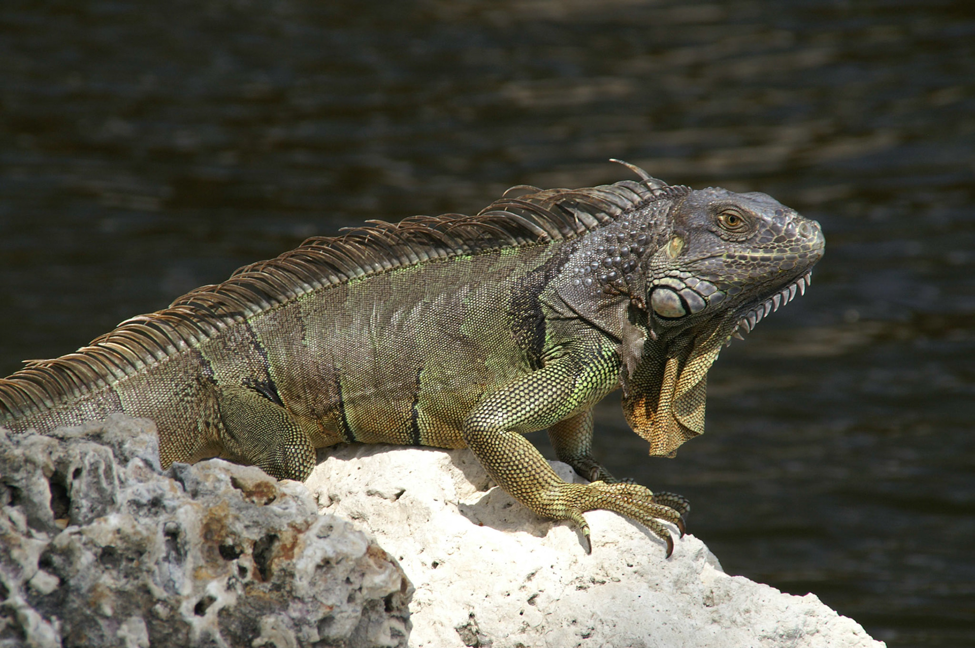 Waran in Fort Lauderdale