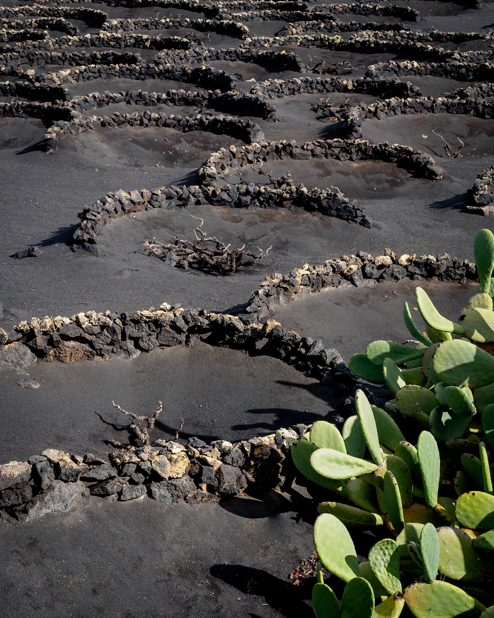 Weinanbau auf Lanzarote