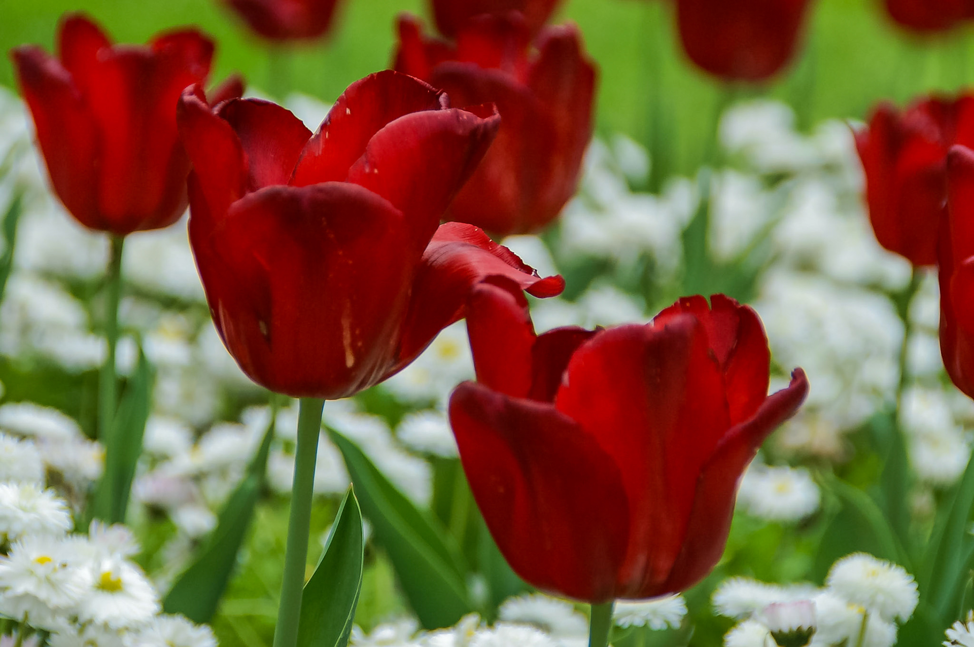 Butchard Garden in Victoria