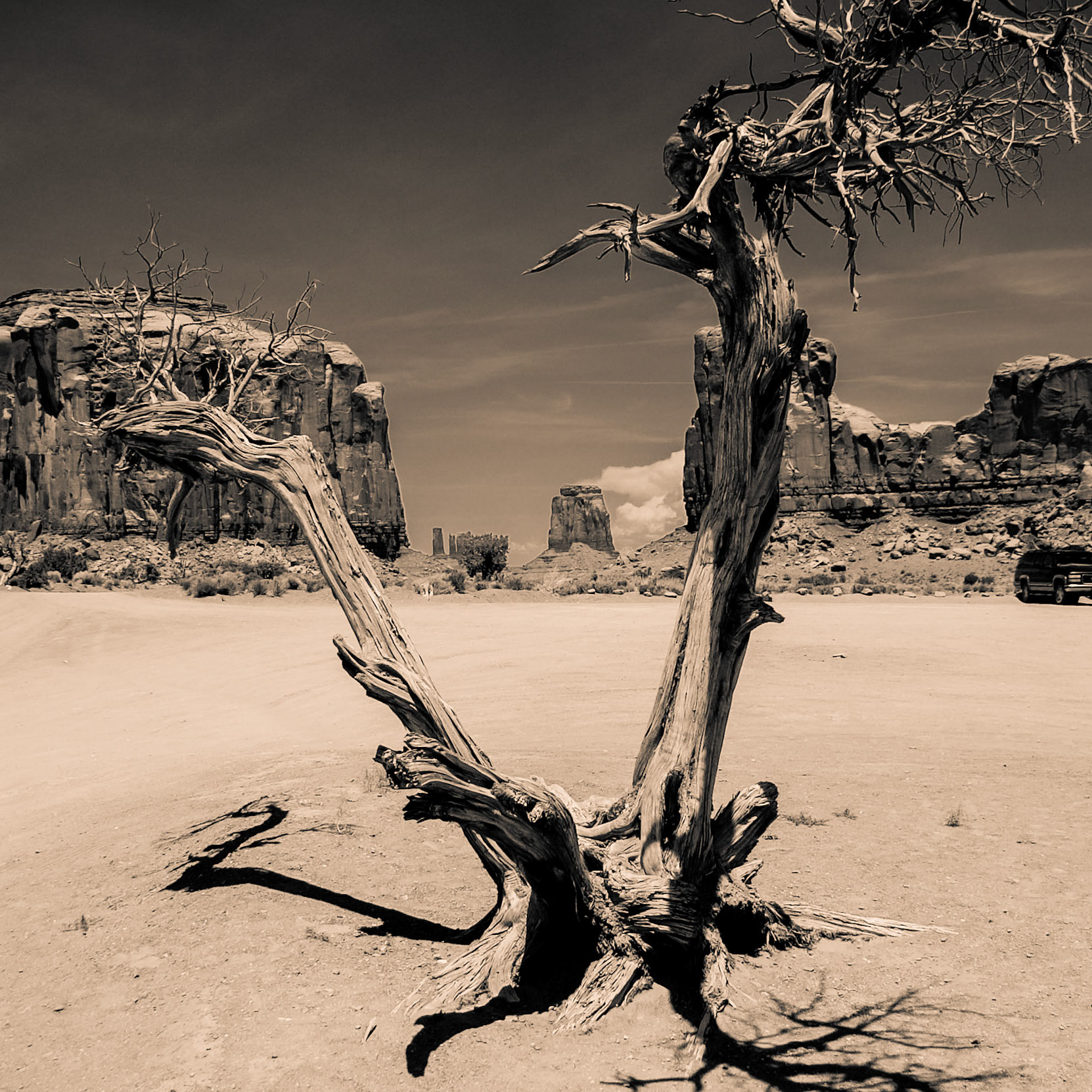 Abgestorbener Baum im Monument Valley