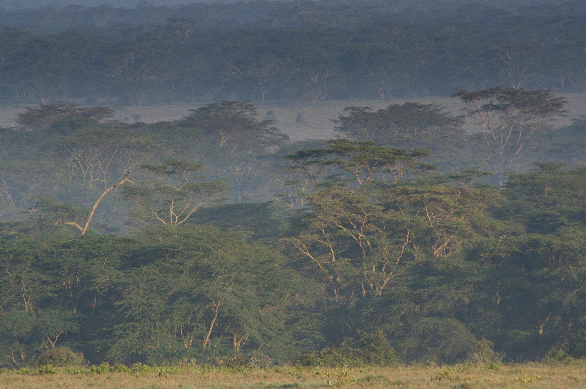 Morgenlicht über den Wäldern von Nakuru