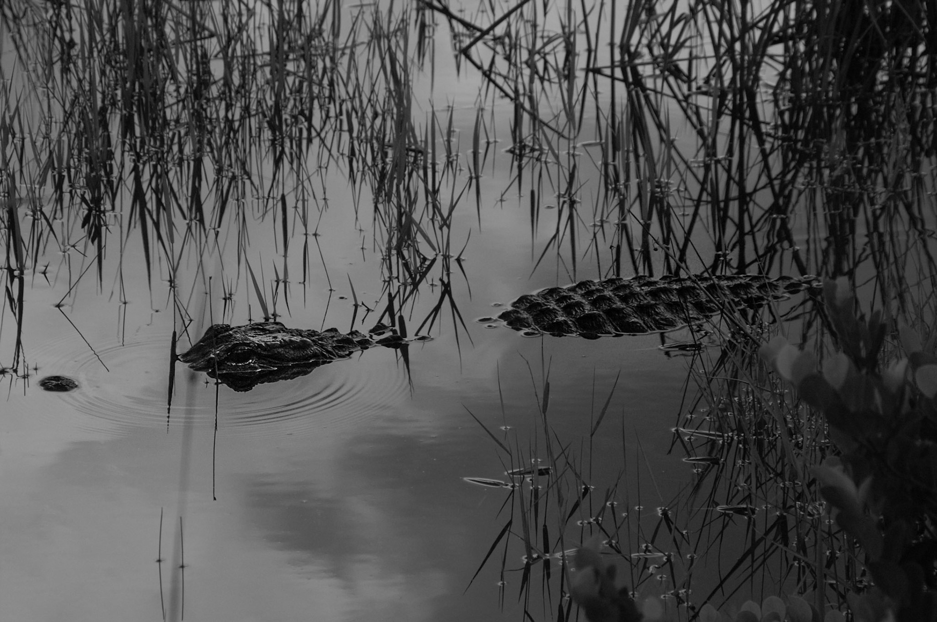 Alligator am Straßenrand