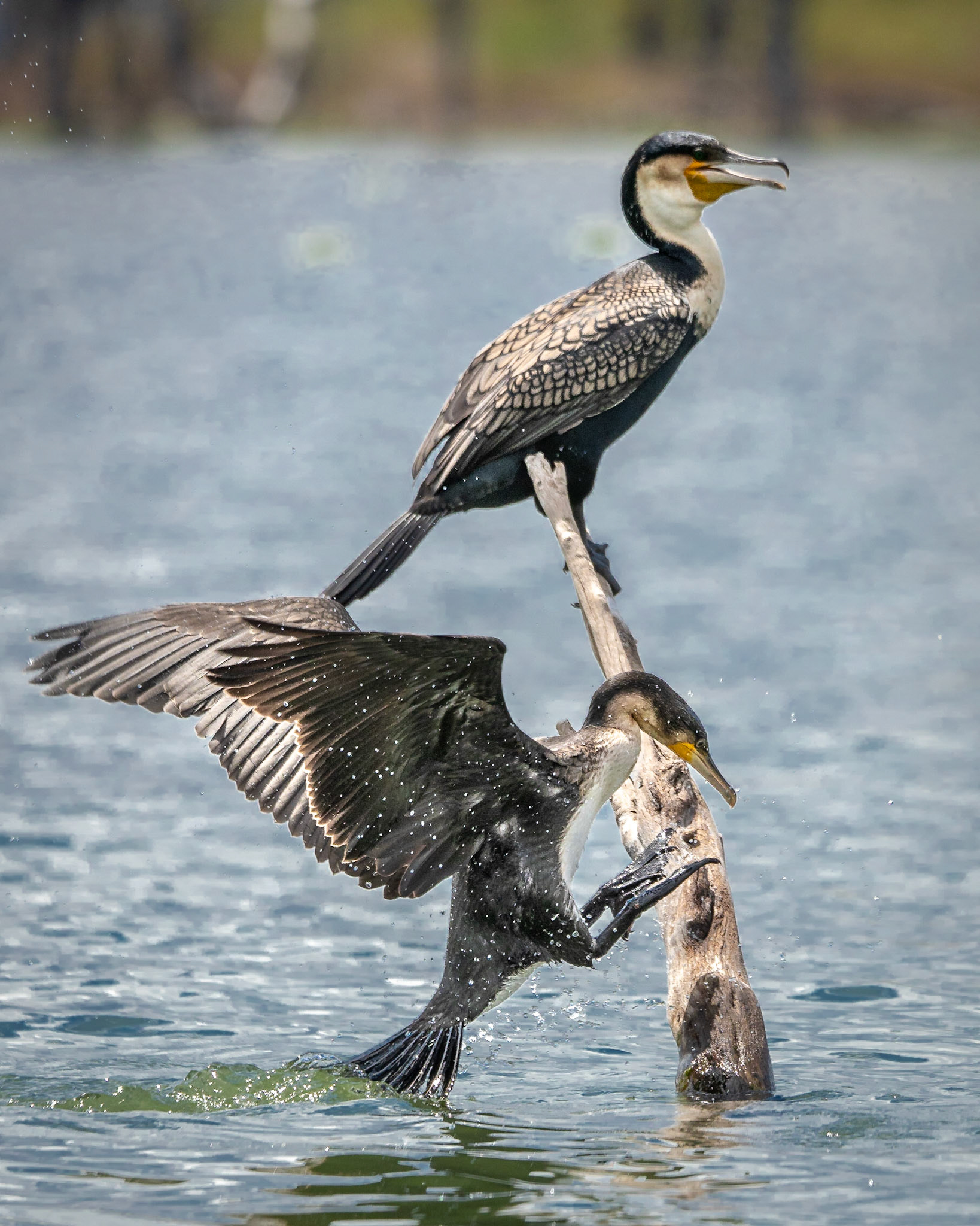 Komoran im Anflug