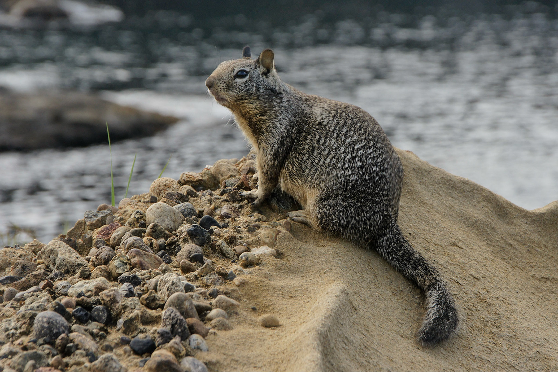 Point Lobos
