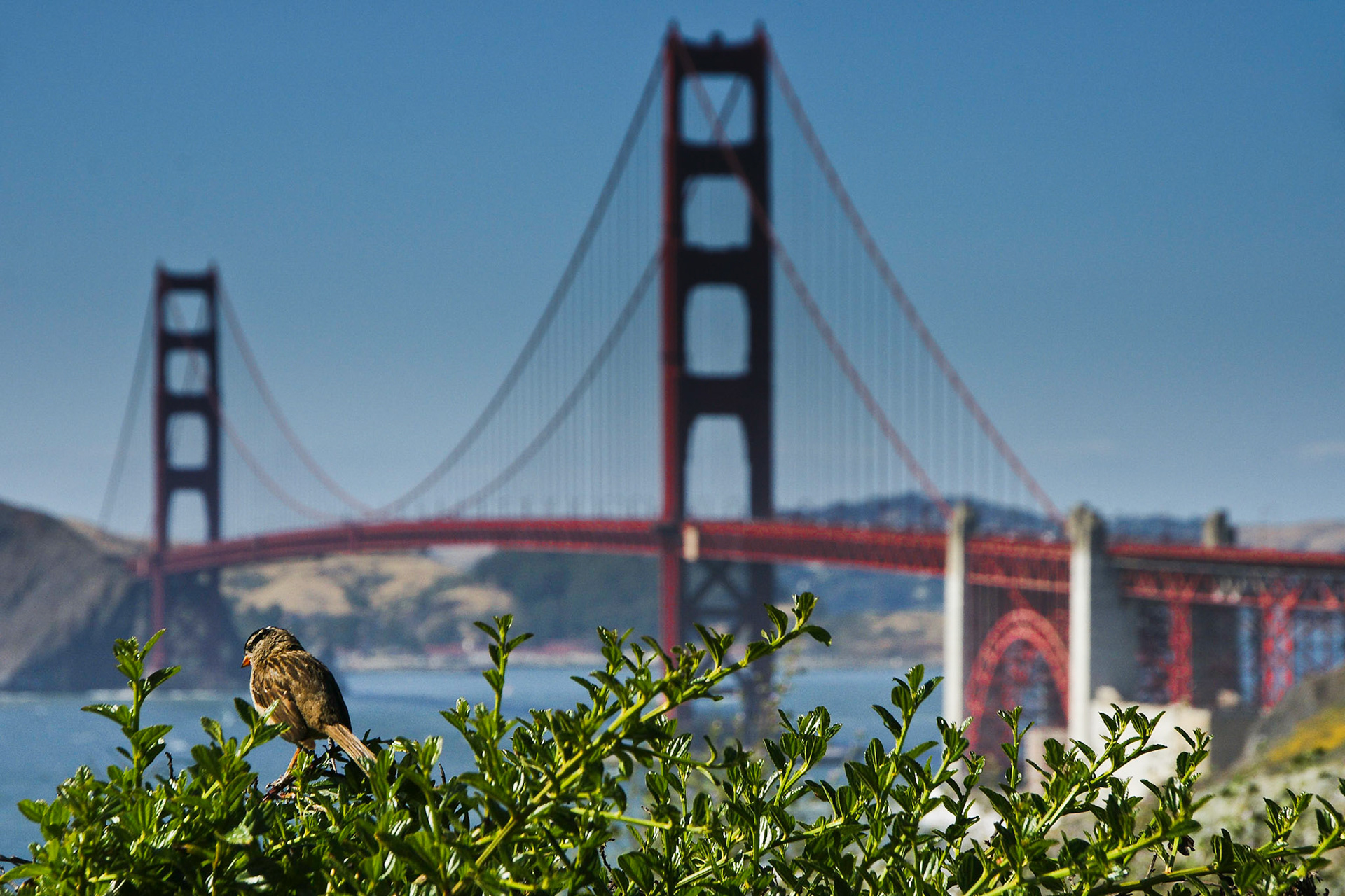 Vogel mit Aussicht auf die Golden Gate Bridge
