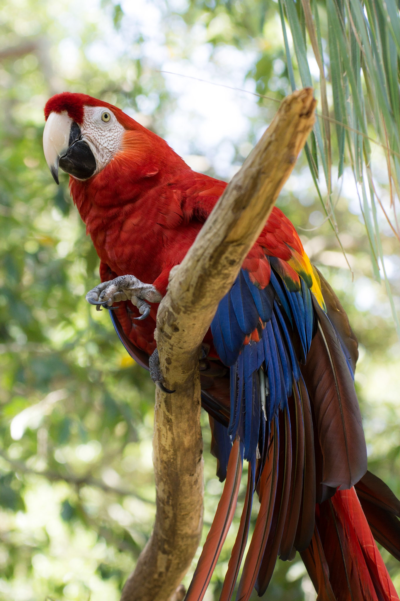 Papagei im Zoo St. Augustine
