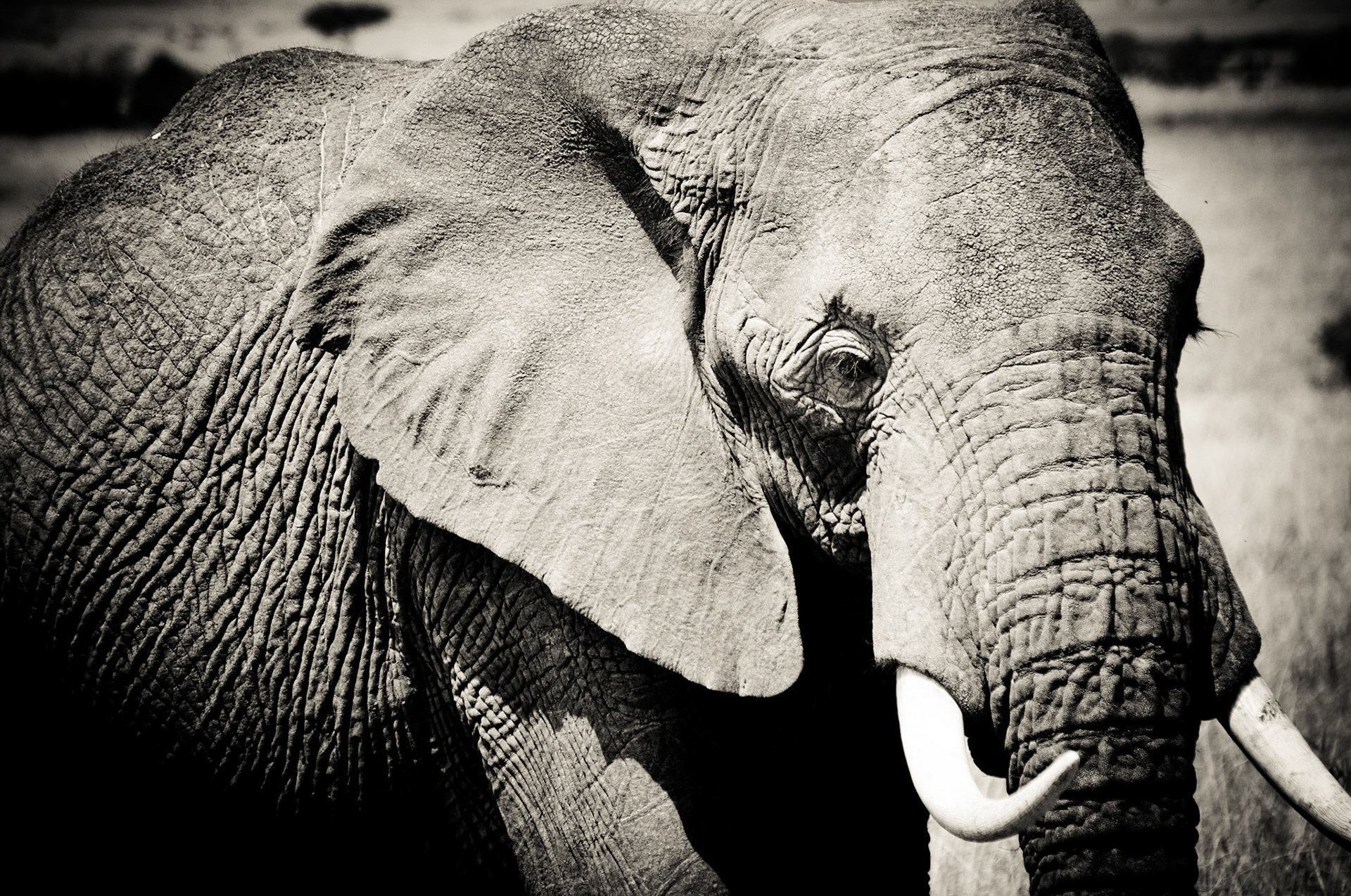 Elefant in der Mara