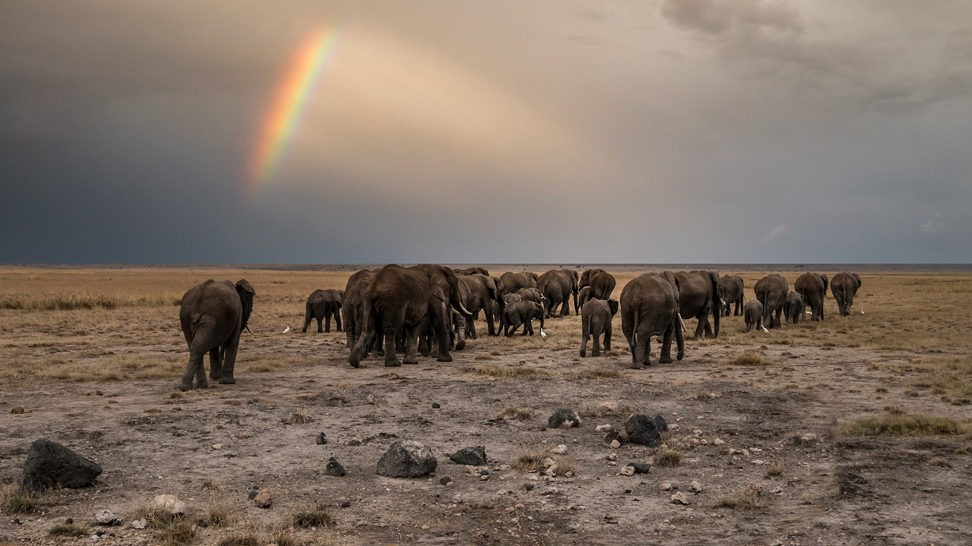 Elefantenherde zum Sonnenuntergang im Amboseli mit Regenbogen