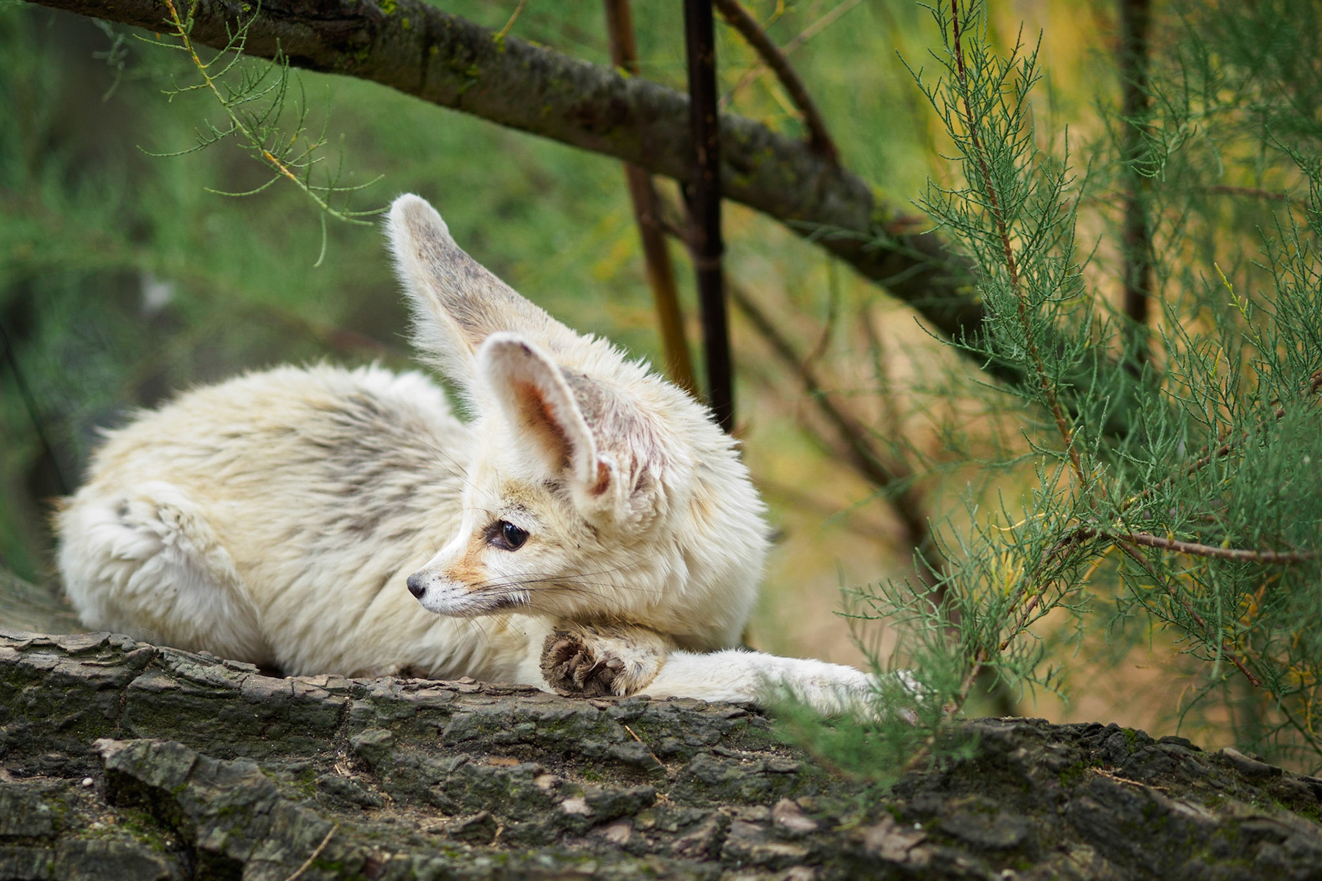 Polarfuchs