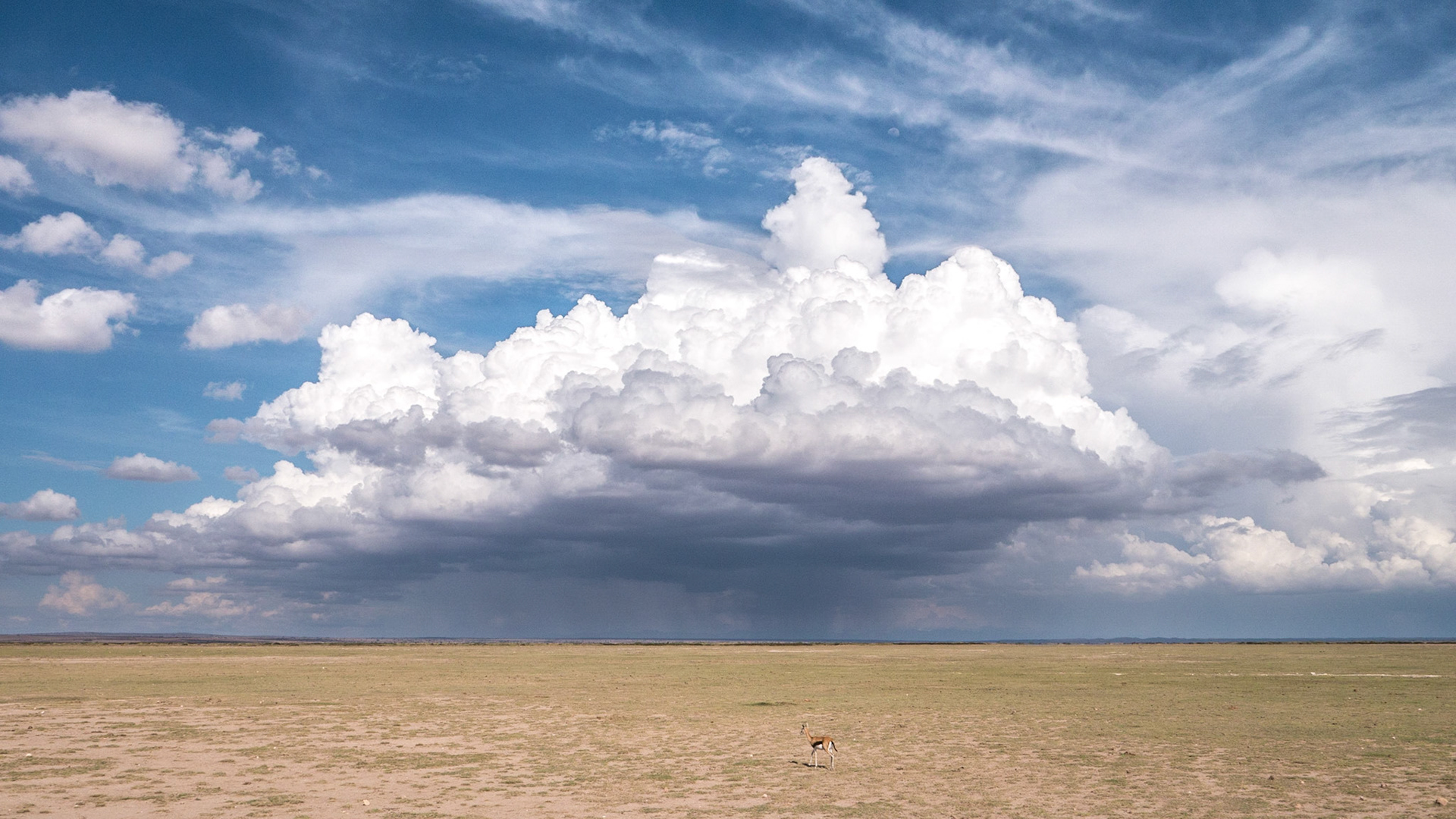 Gazelle vor dem Unwetter