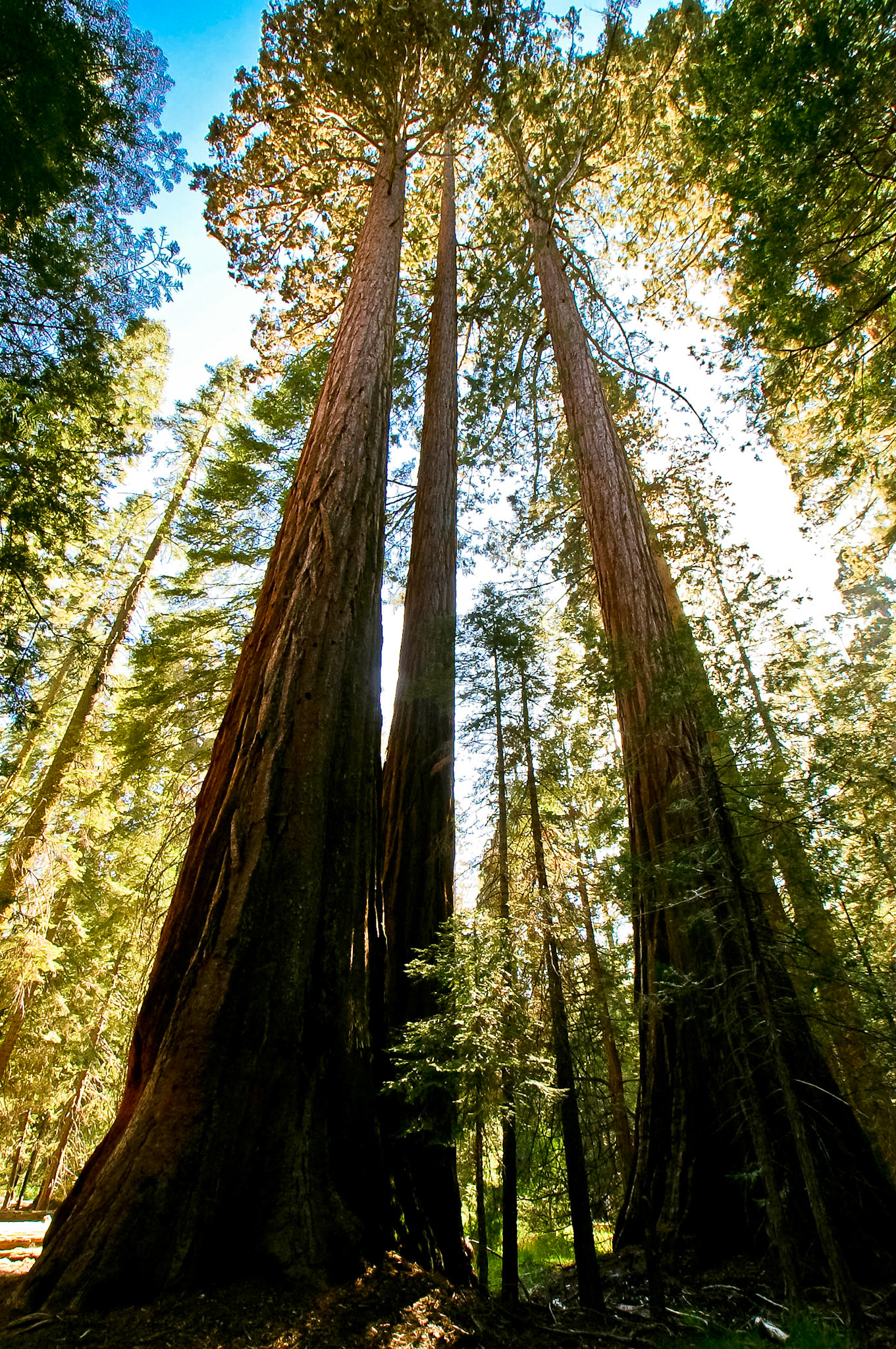 Mammutbäume im Yosemite