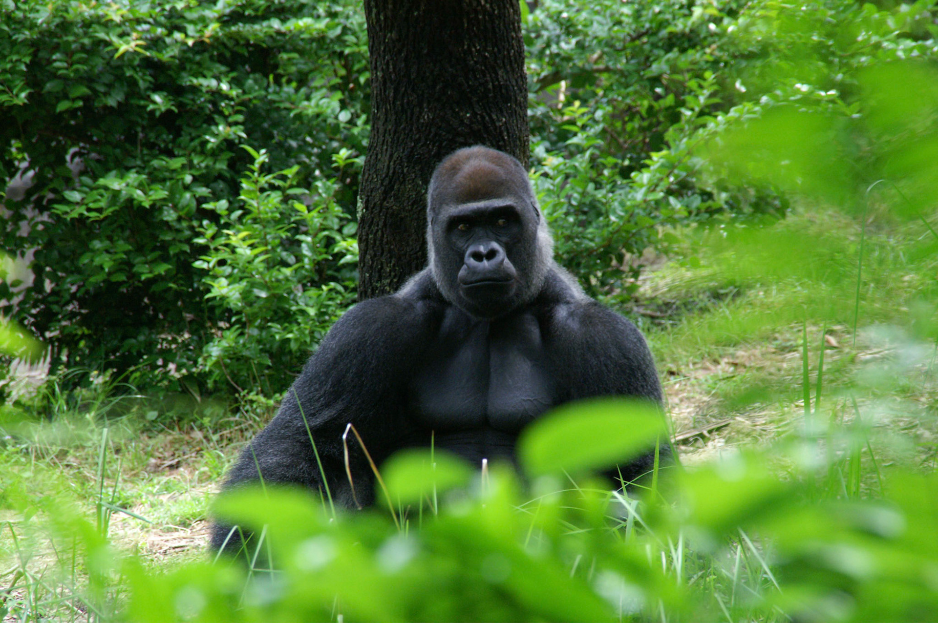 Animal Kingdom