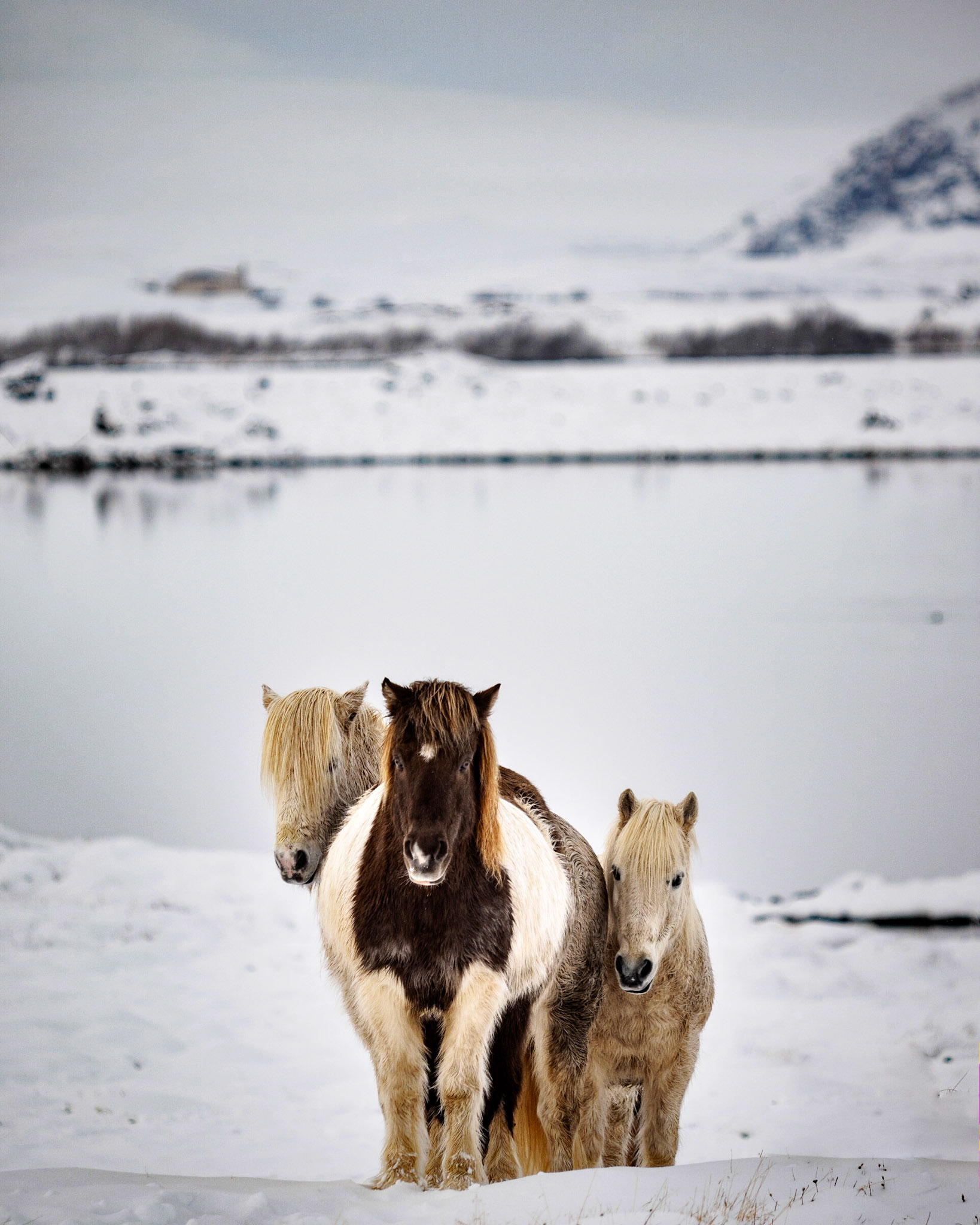 Island-Pferde im Schnee