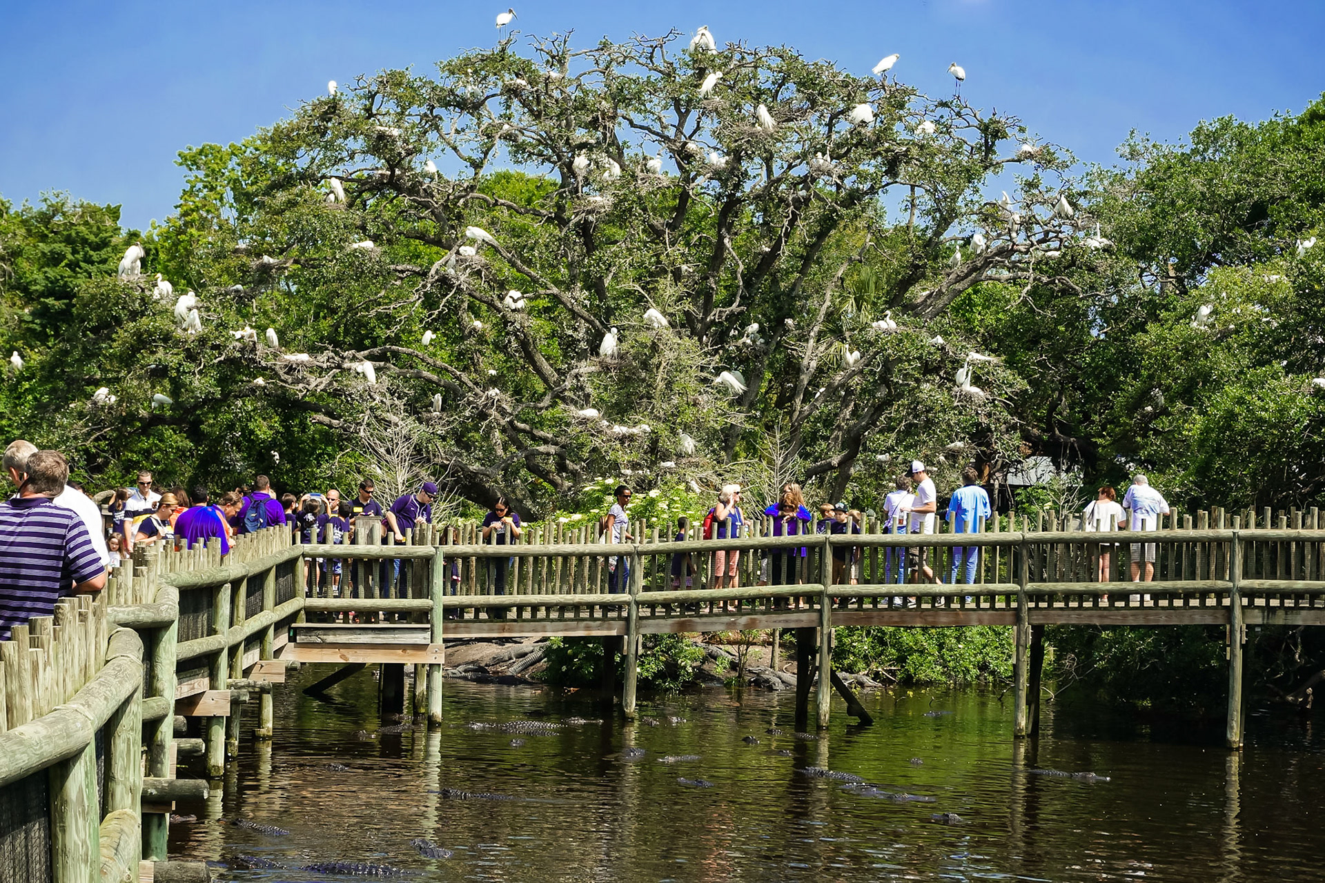 Brutvögel in St. Augustine