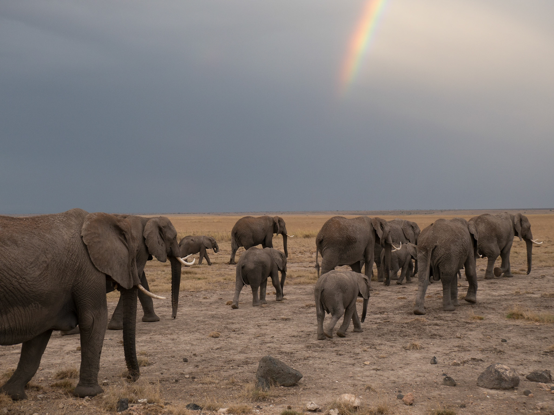 Elefantenherde zum Sonnenuntergang im Amboseli