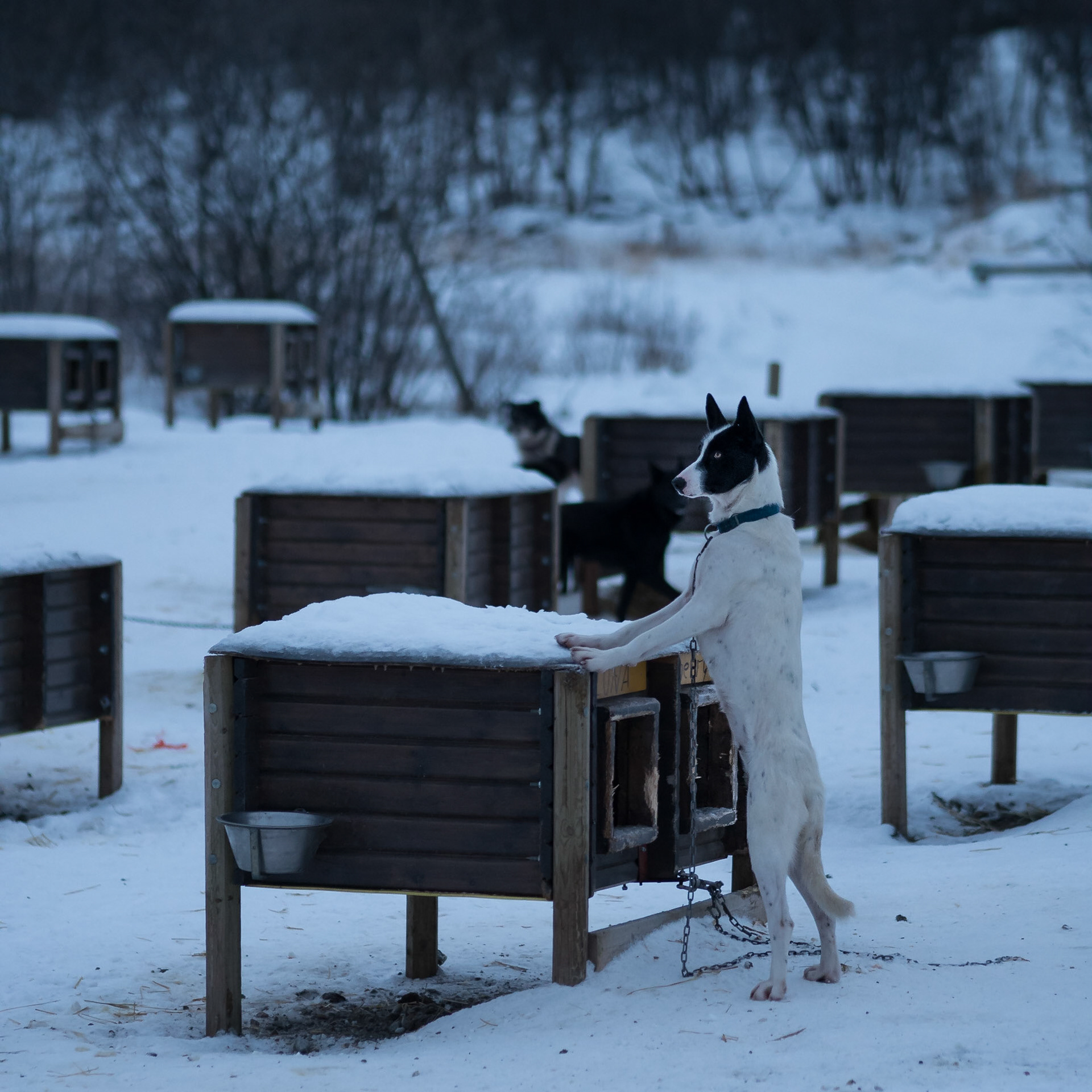 Schlittenhundstation bei Kirkenes