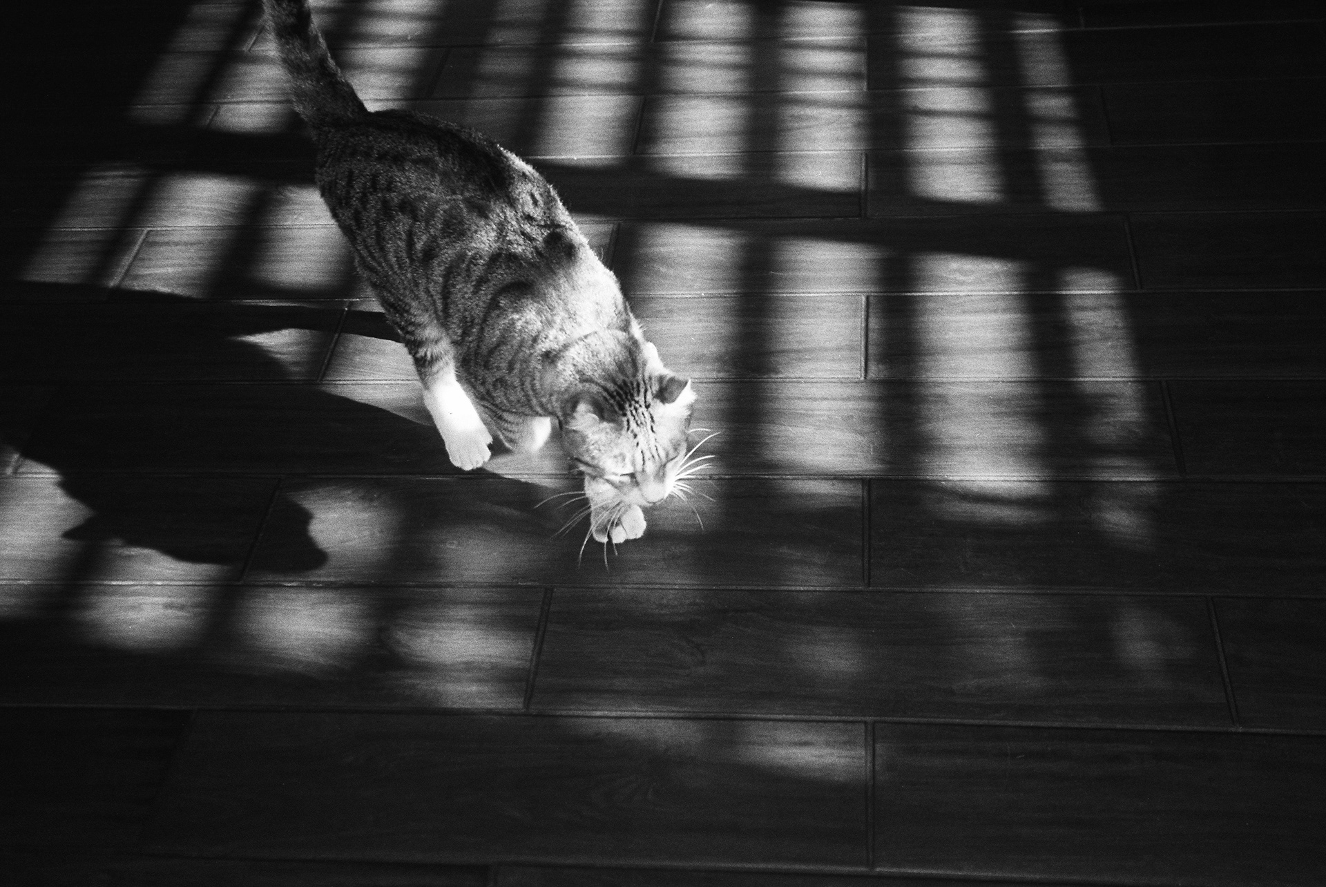 Photograph by d4wg.t00th