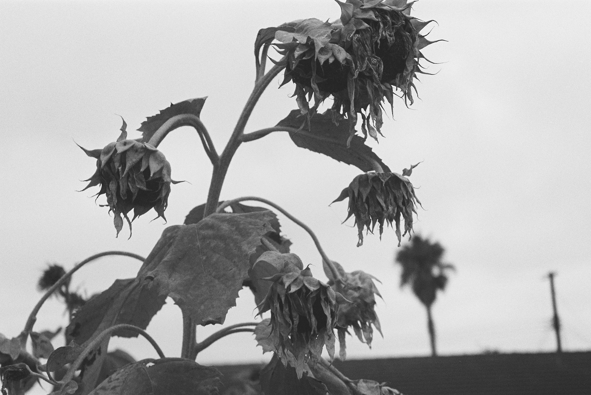 Photograph by d4wg.t00th