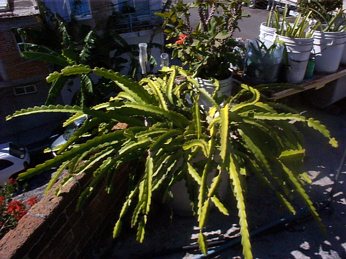 Rooftoop plants