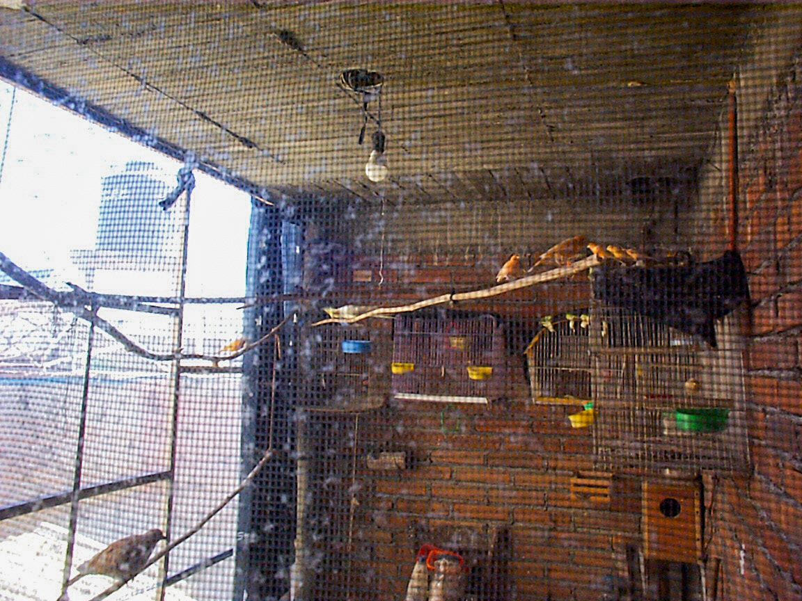 El pajarero del tio Isra