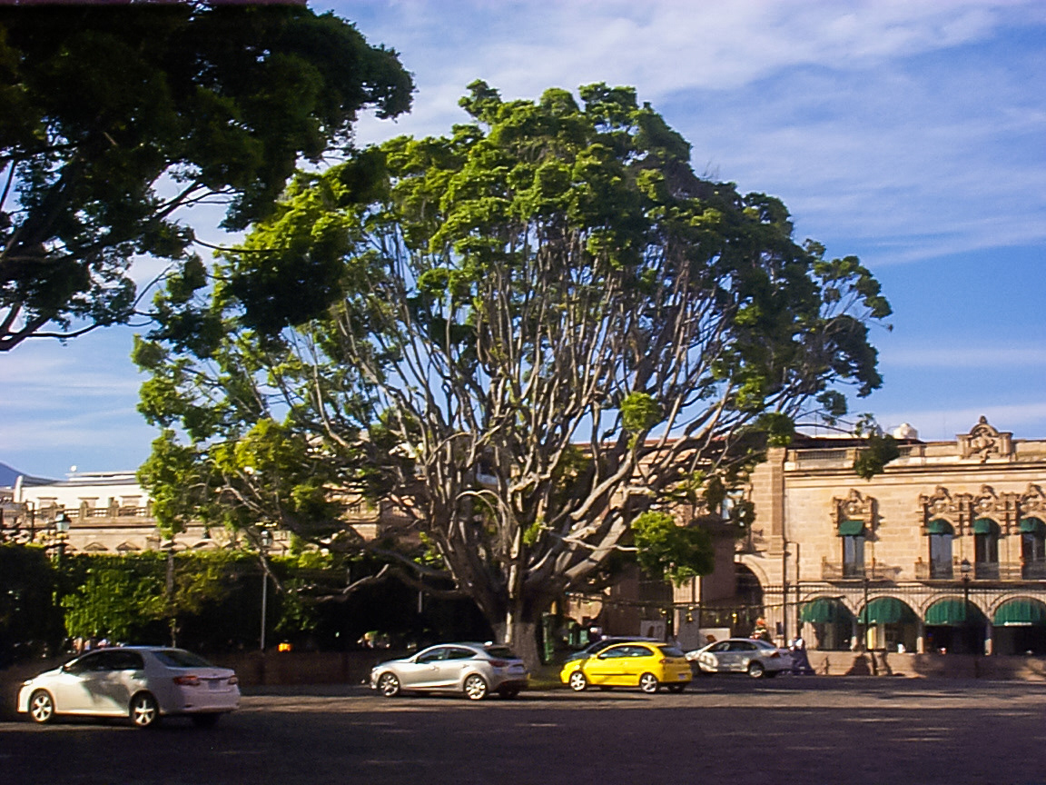 Arbol viejisimo en la capital