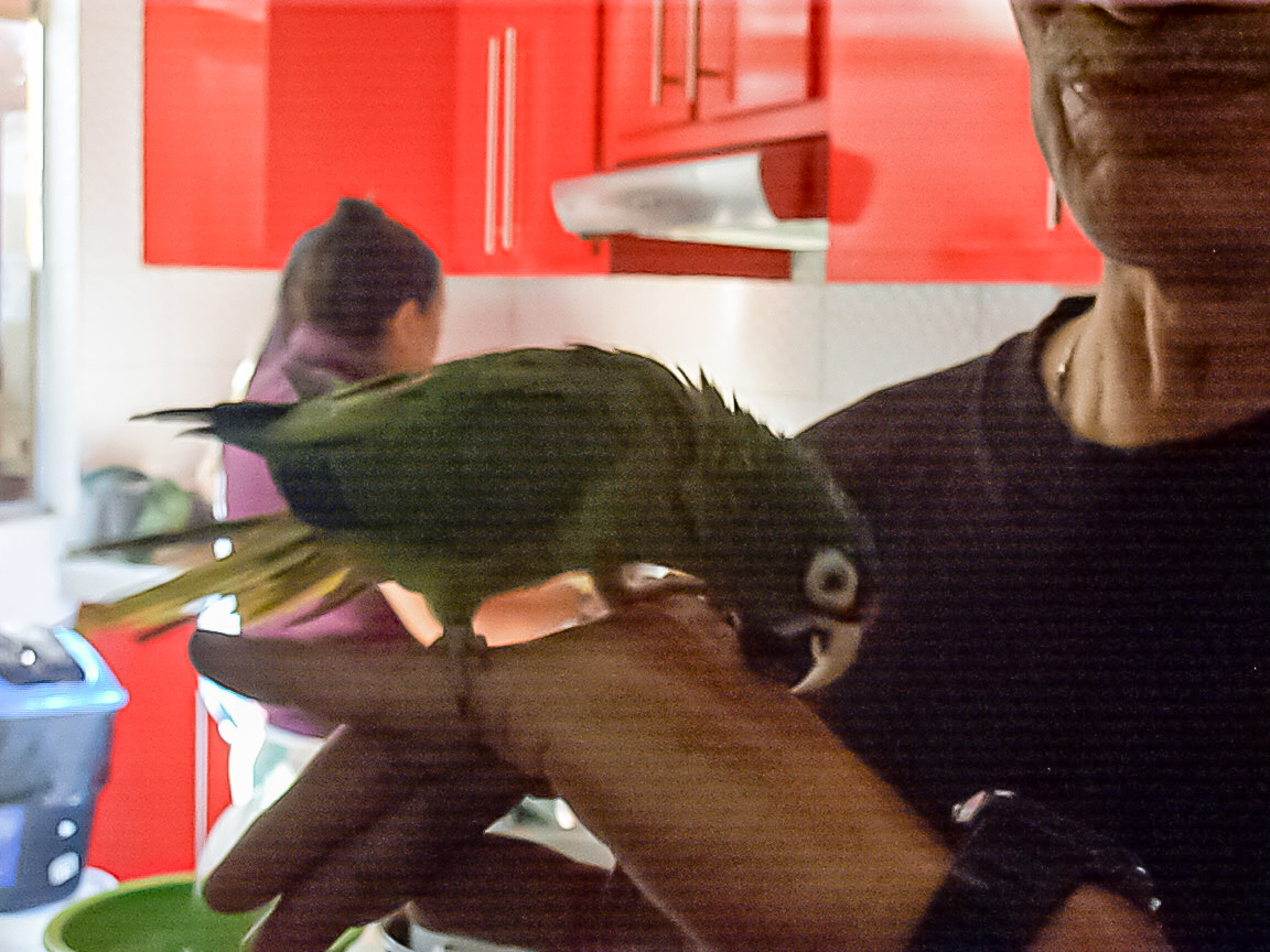 Sebastian, el lorito de tio Isra