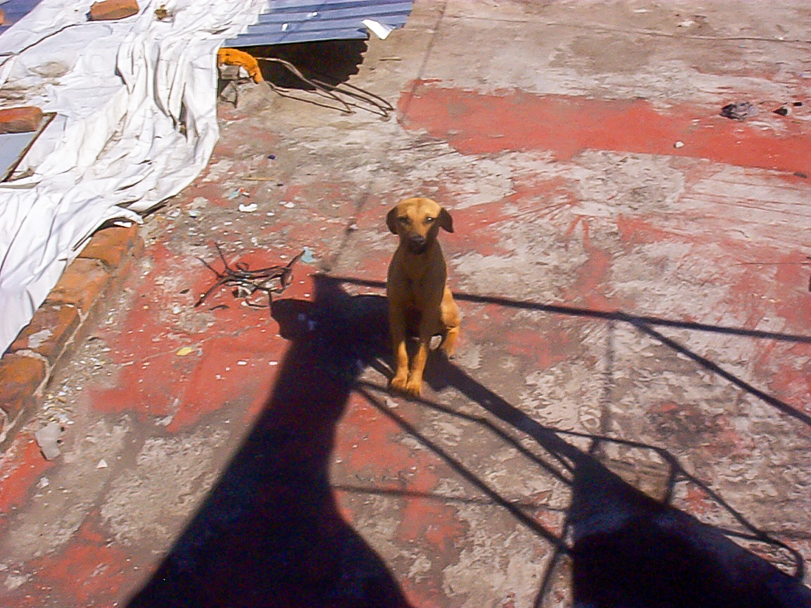 Such a good boy, so sad he's stuck in the rooftop... wish mexico would stop this type of BS and animal cruelty.