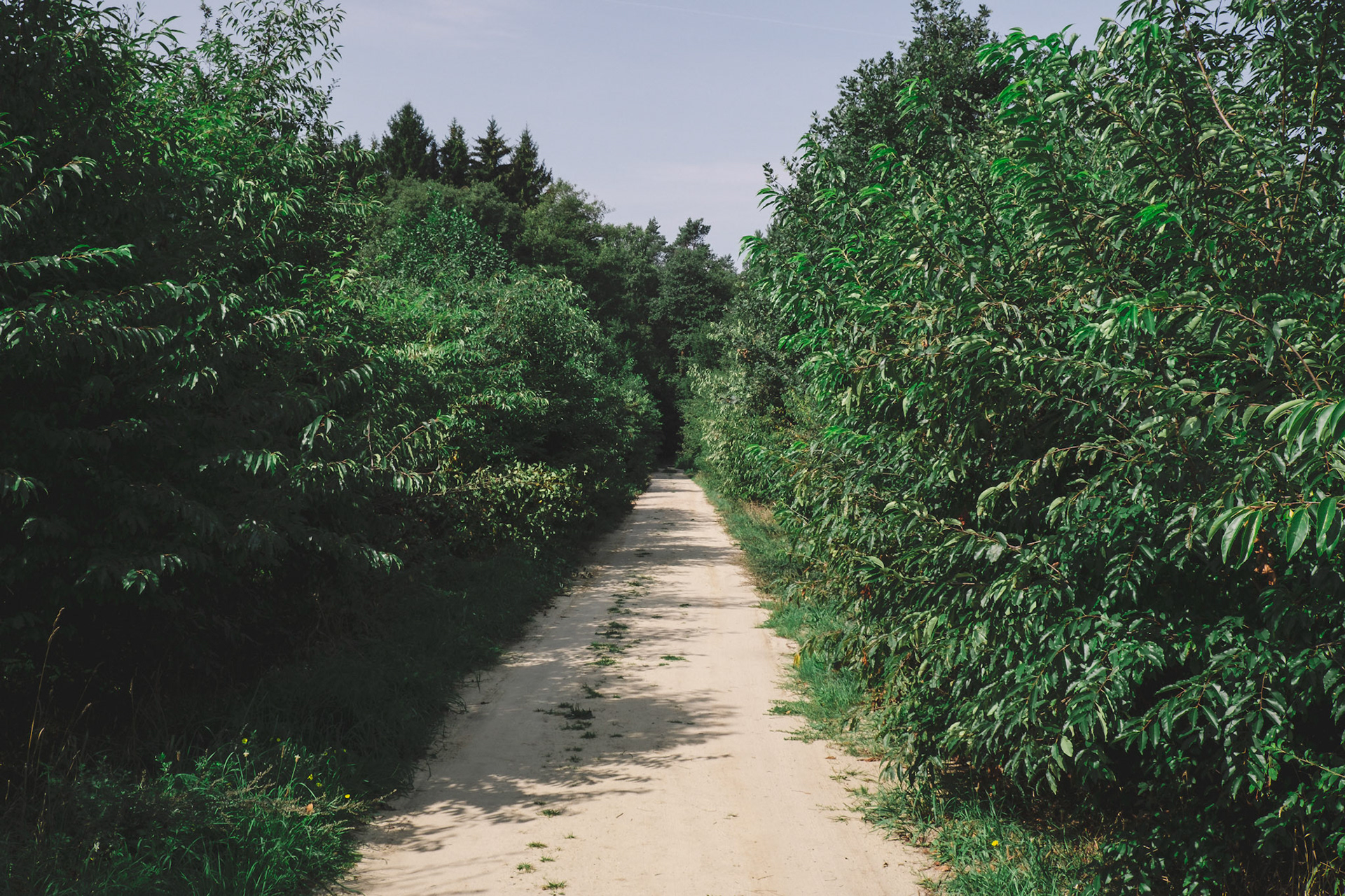 Walking Way to the Cemetery
