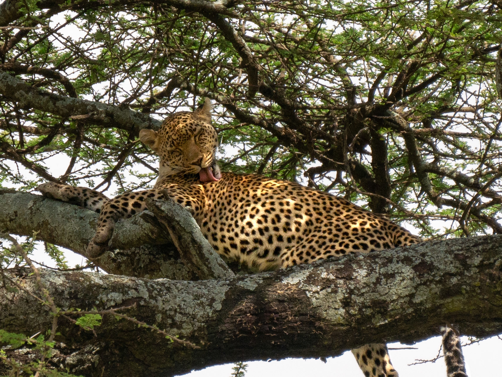 SAFARI_12_1659_a