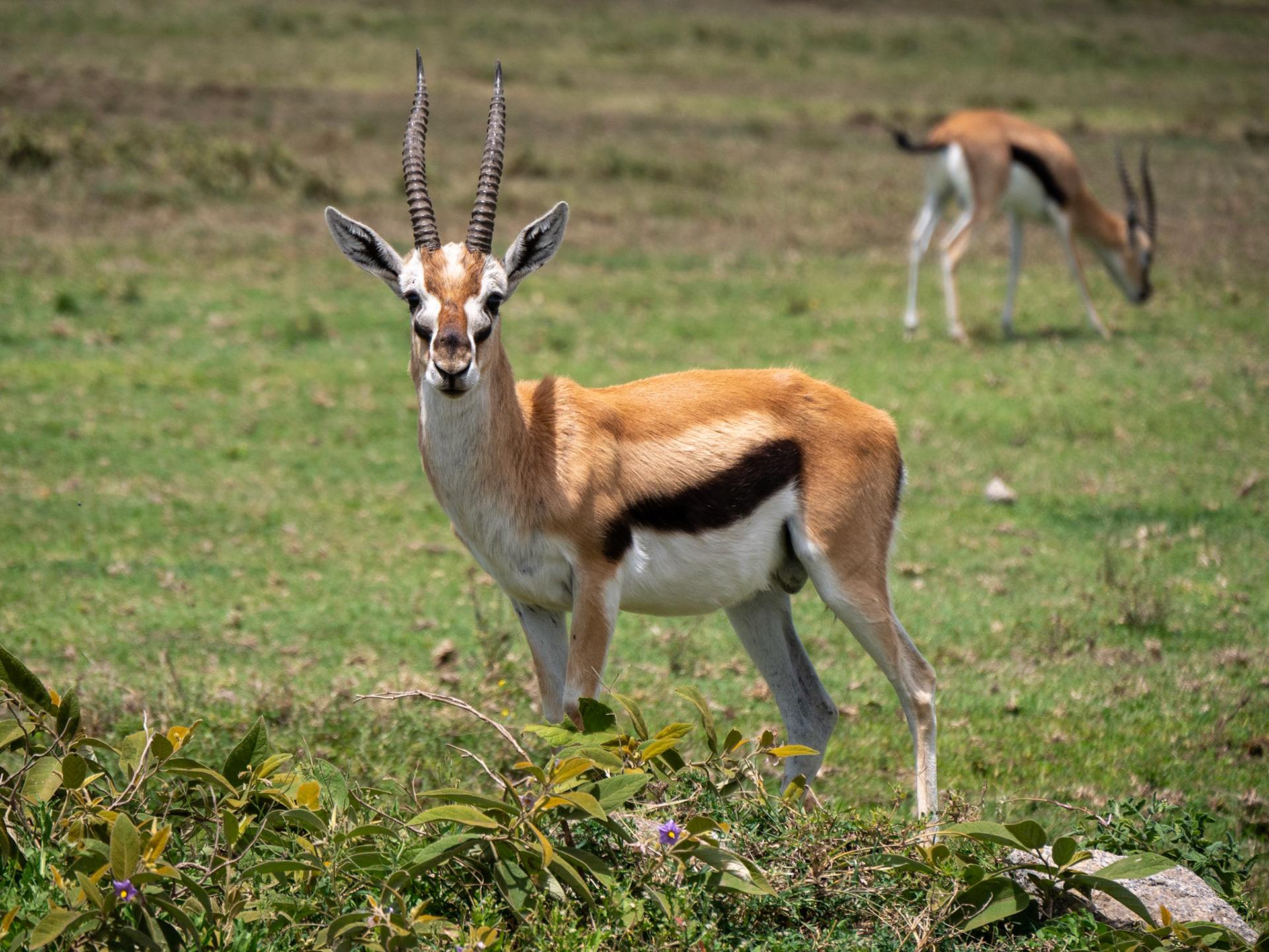 SAFARI_10_480_a