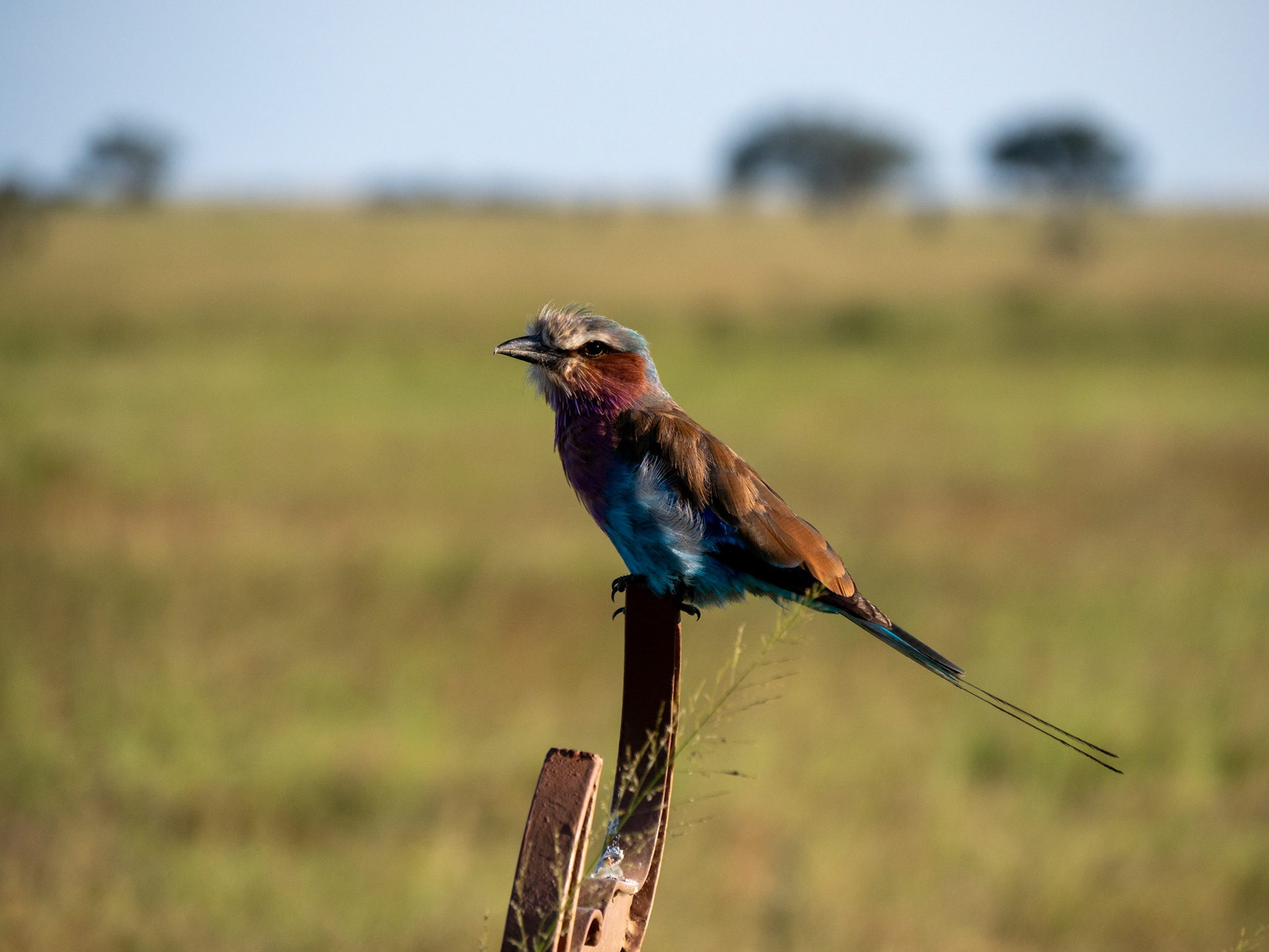 SAFARI_10_803_a
