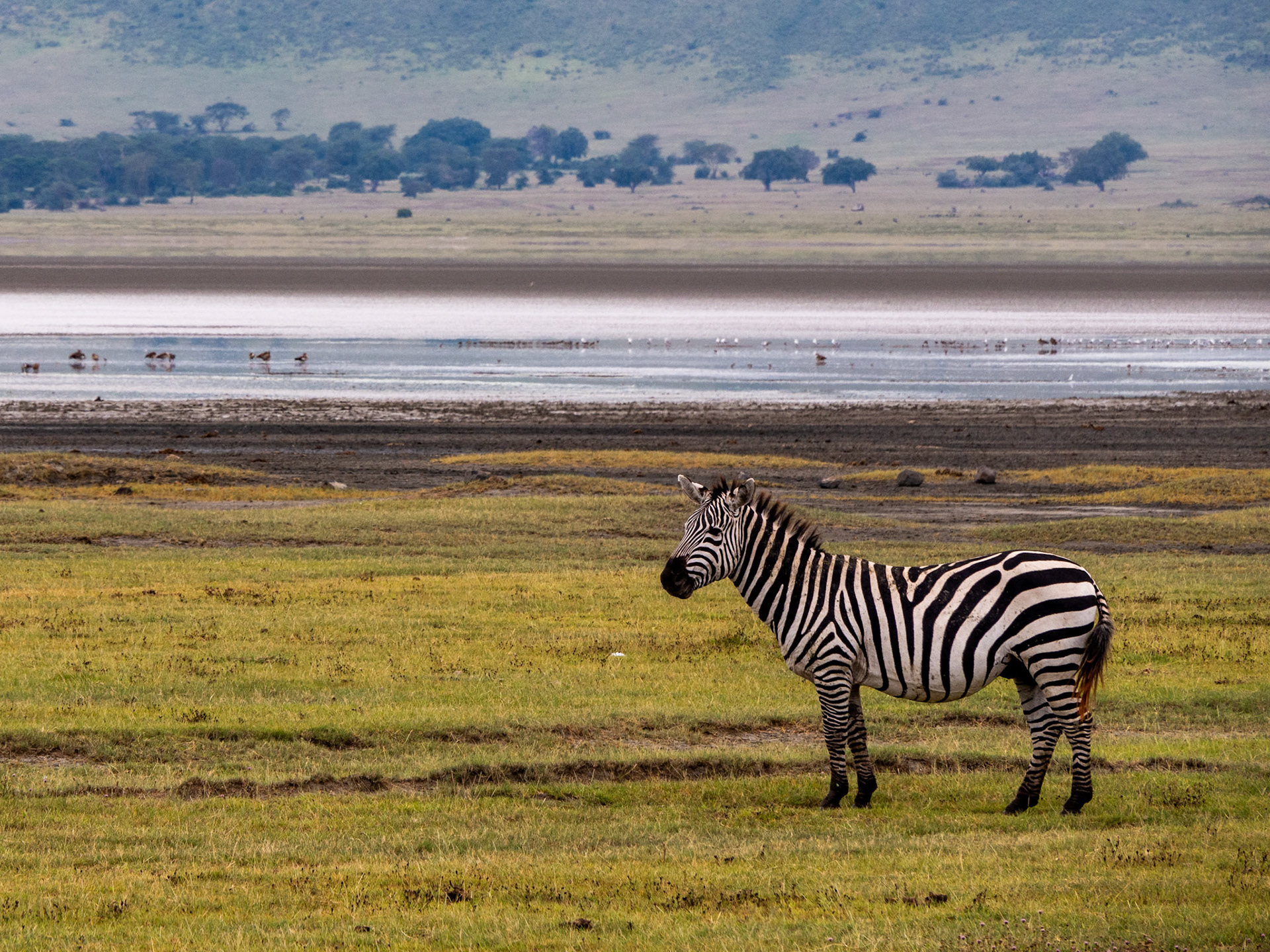 SAFARI_13_2053_a