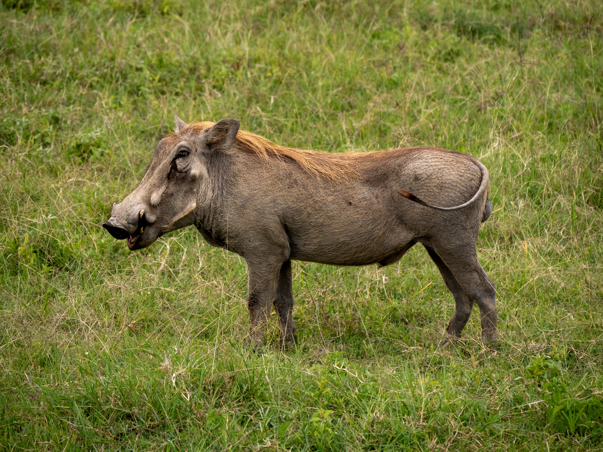 SAFARI_13_2021_a
