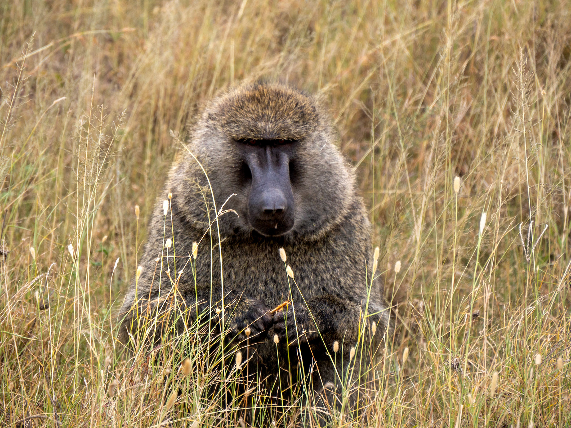 SAFARI_11_1242_a