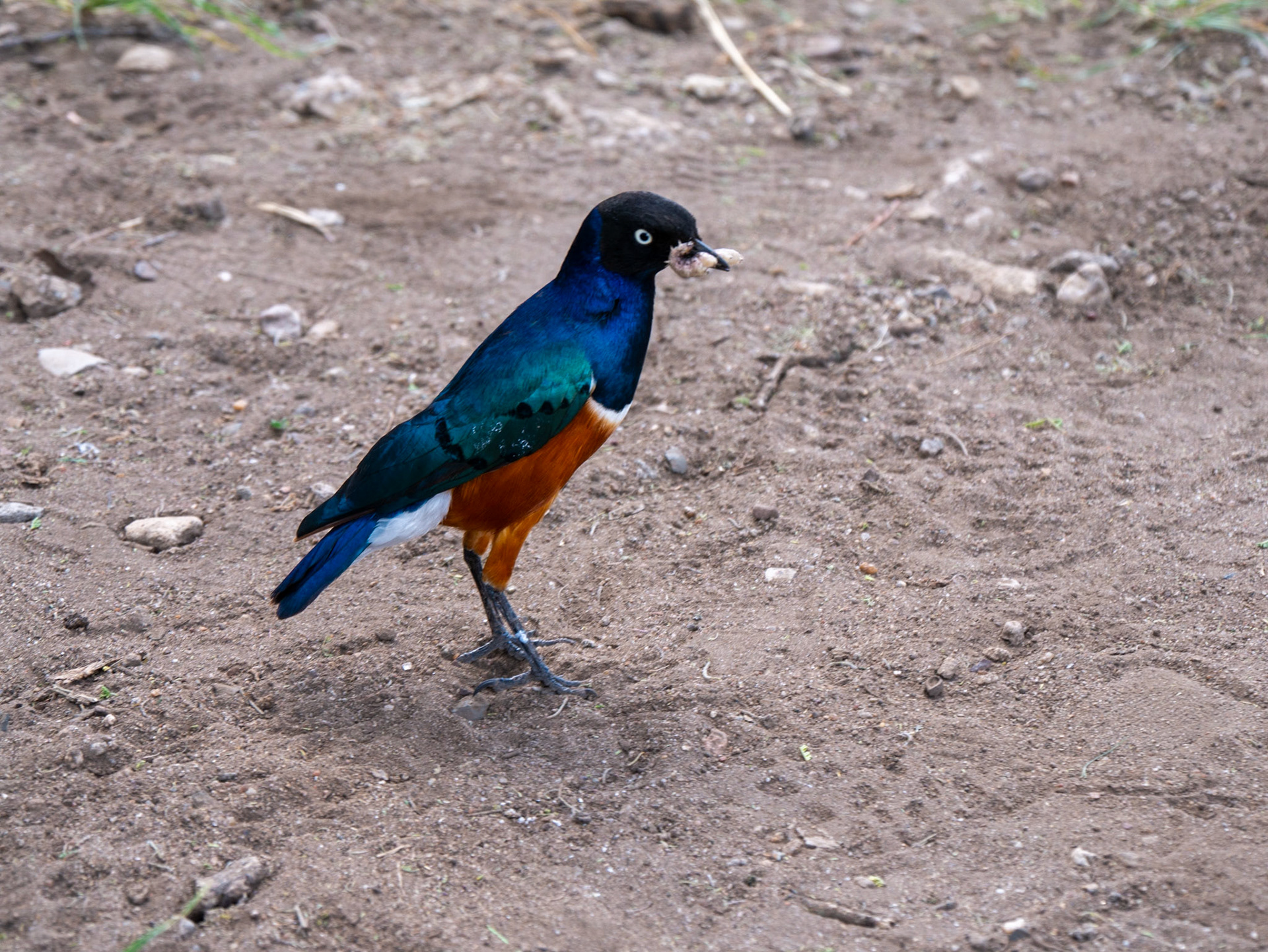SAFARI_10_567_a