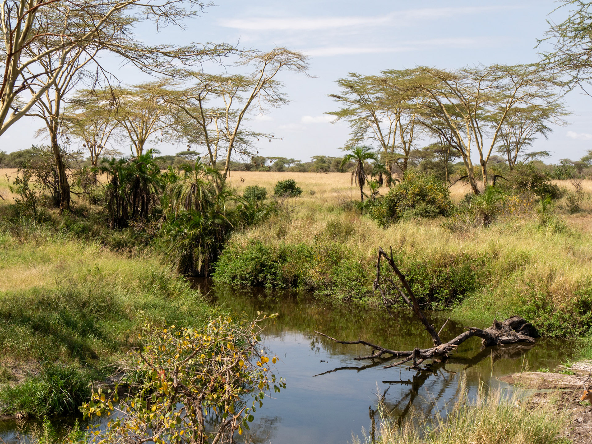 SAFARI_11_1071_a
