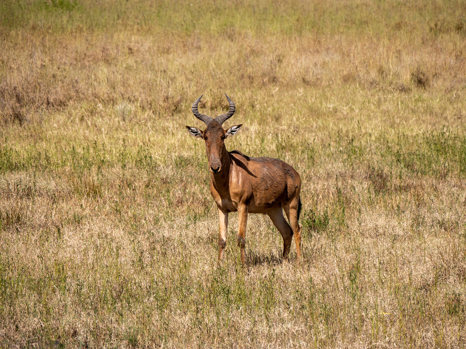 SAFARI_10_598_a