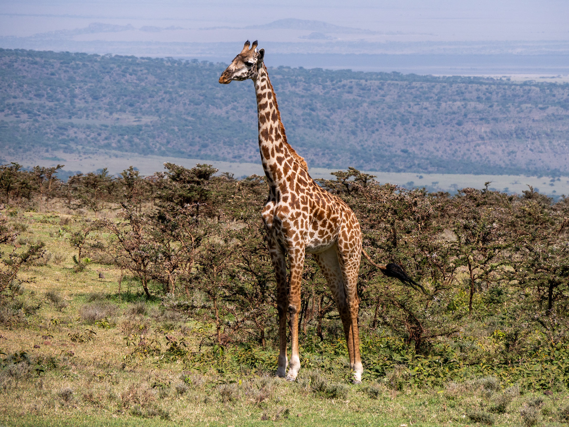 SAFARI_10_311_a