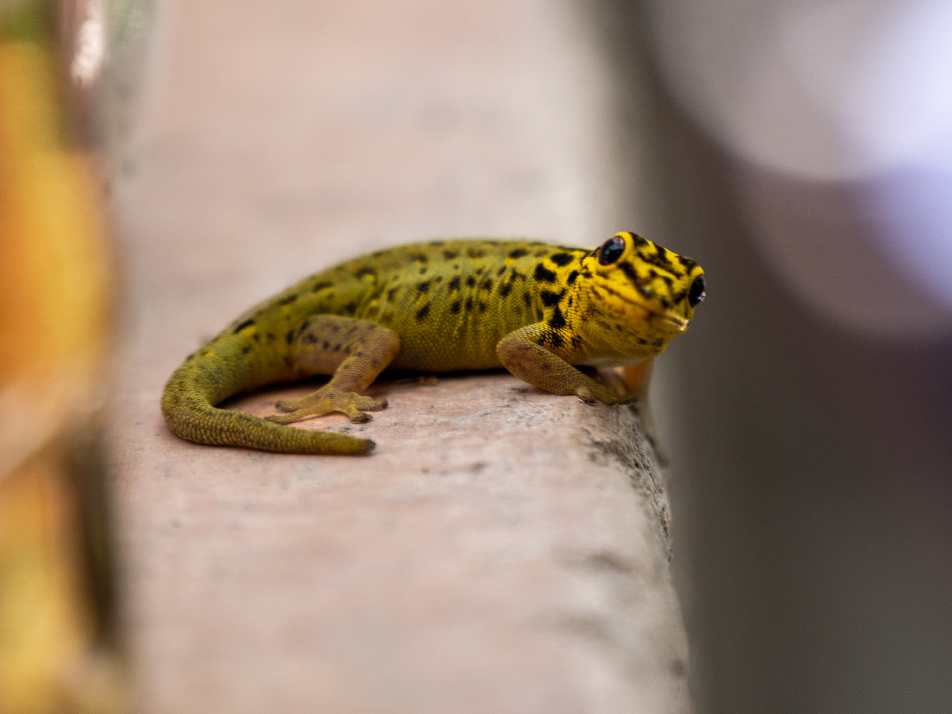SAFARI_17_2476_a