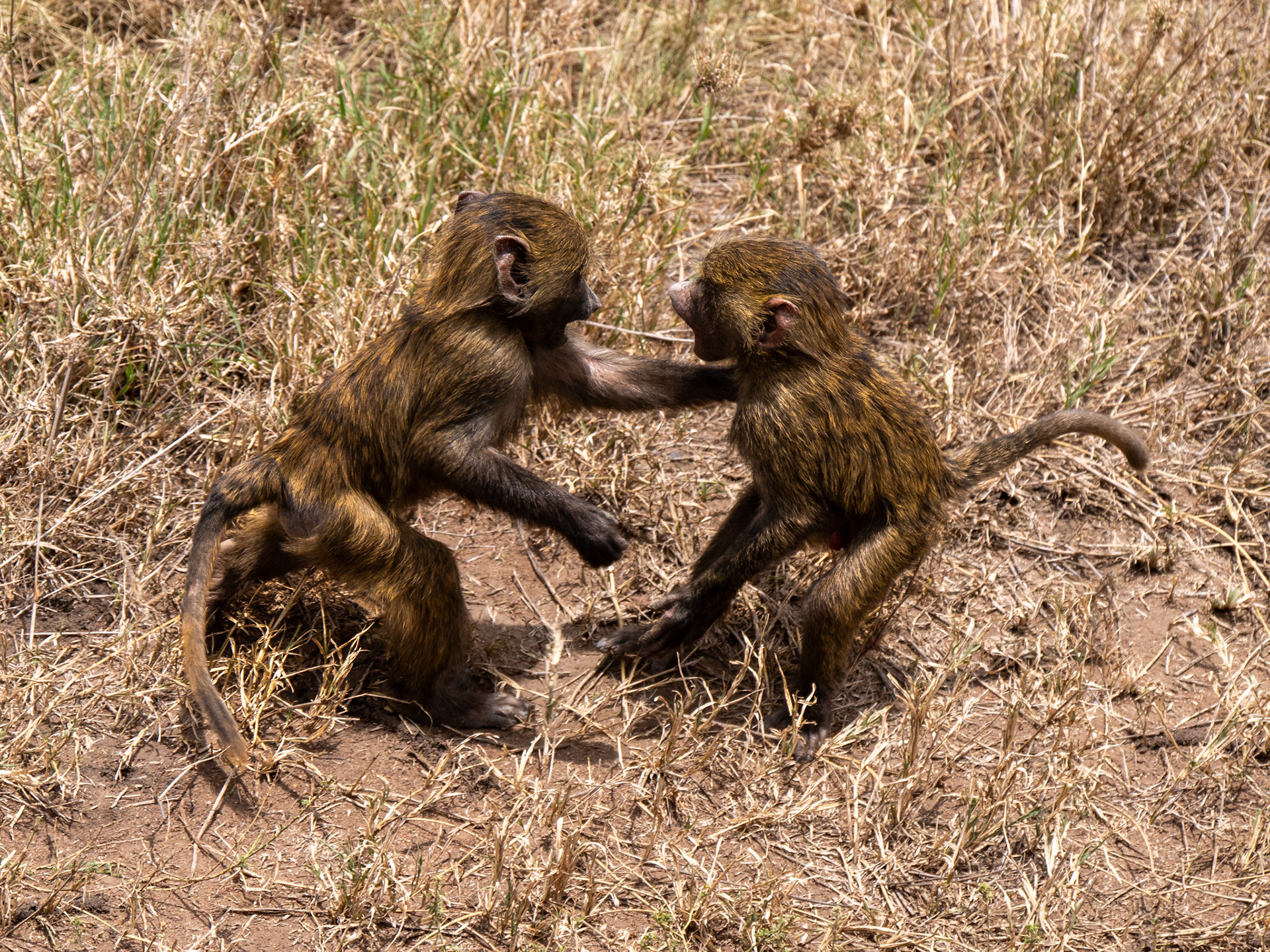 SAFARI_11_1269_a