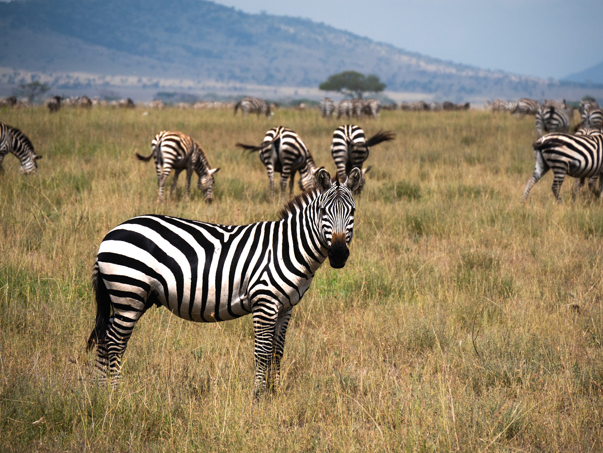 SAFARI_12_1641_a