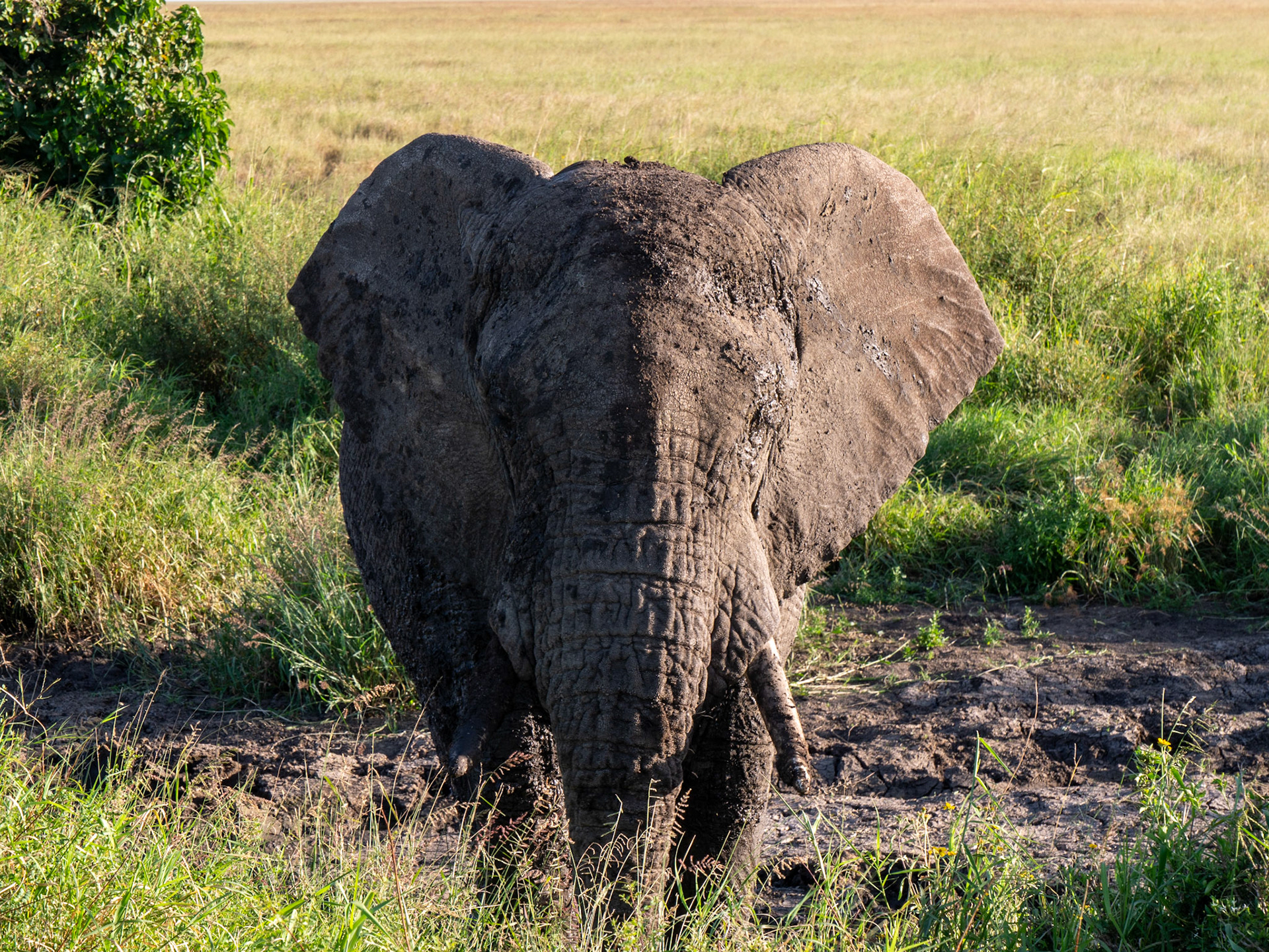 SAFARI_10_787_a