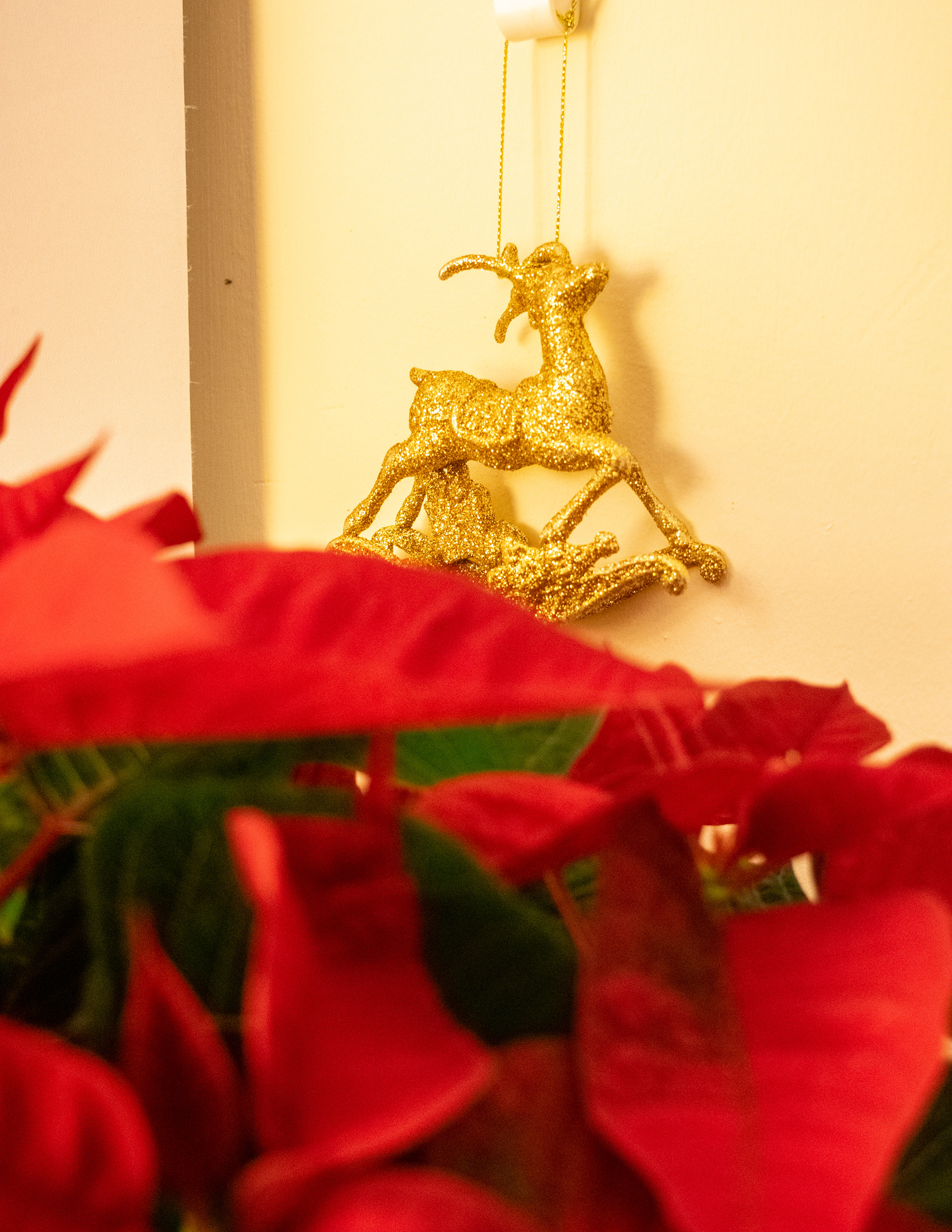 December: My First Cupar Christmas