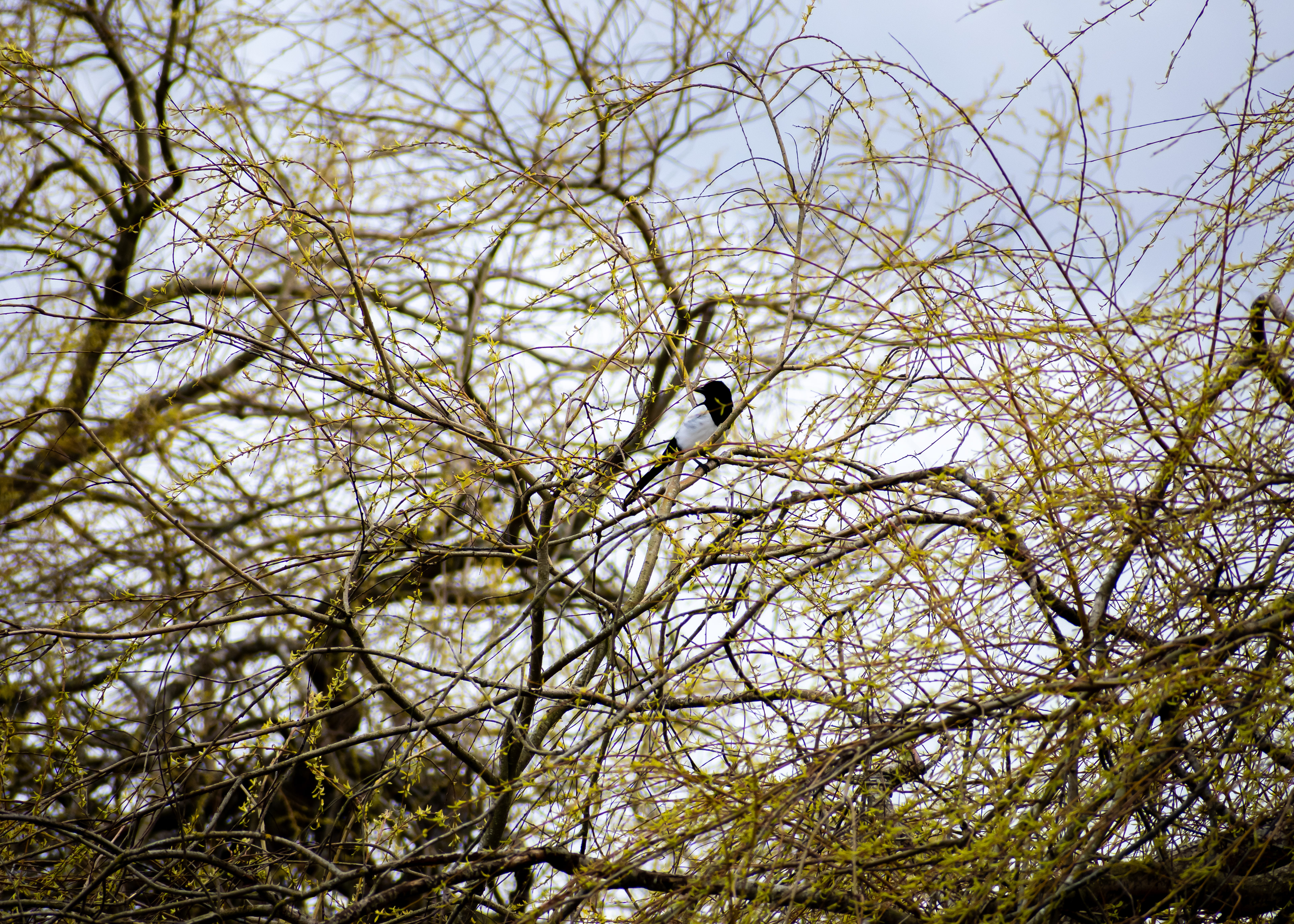 March: Discovering Cupar