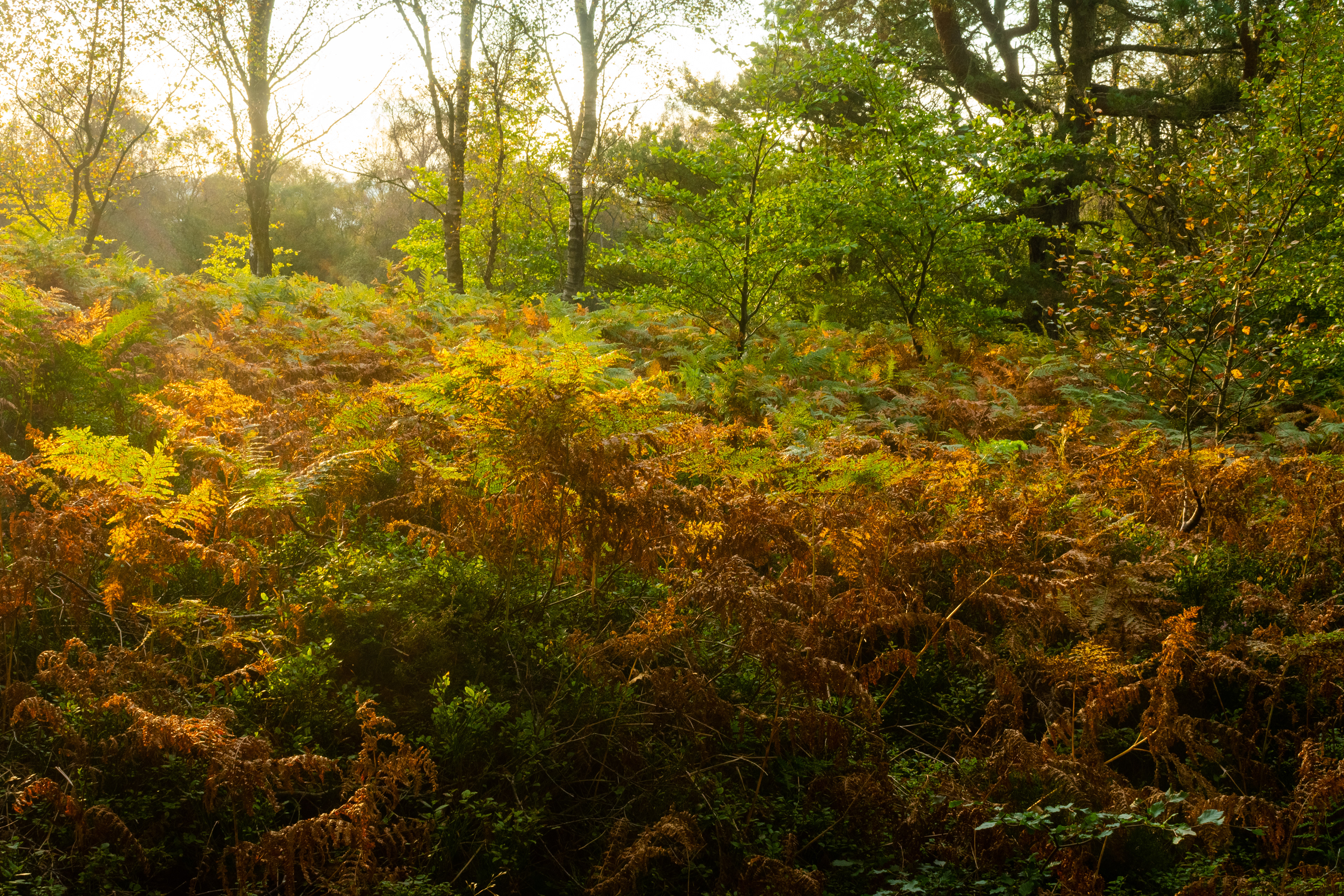 September: Lucklawhill