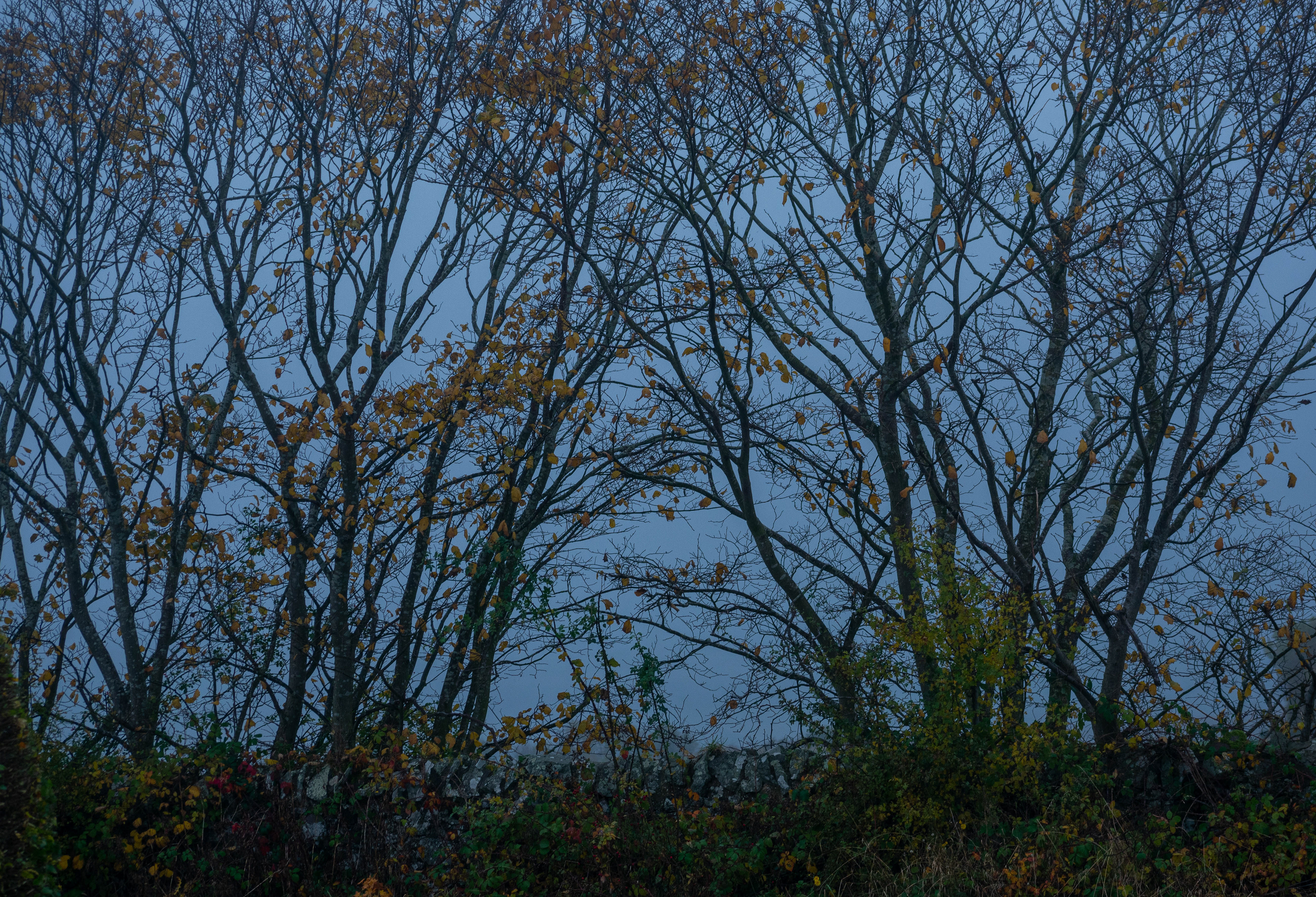 October: Cupar in the mist