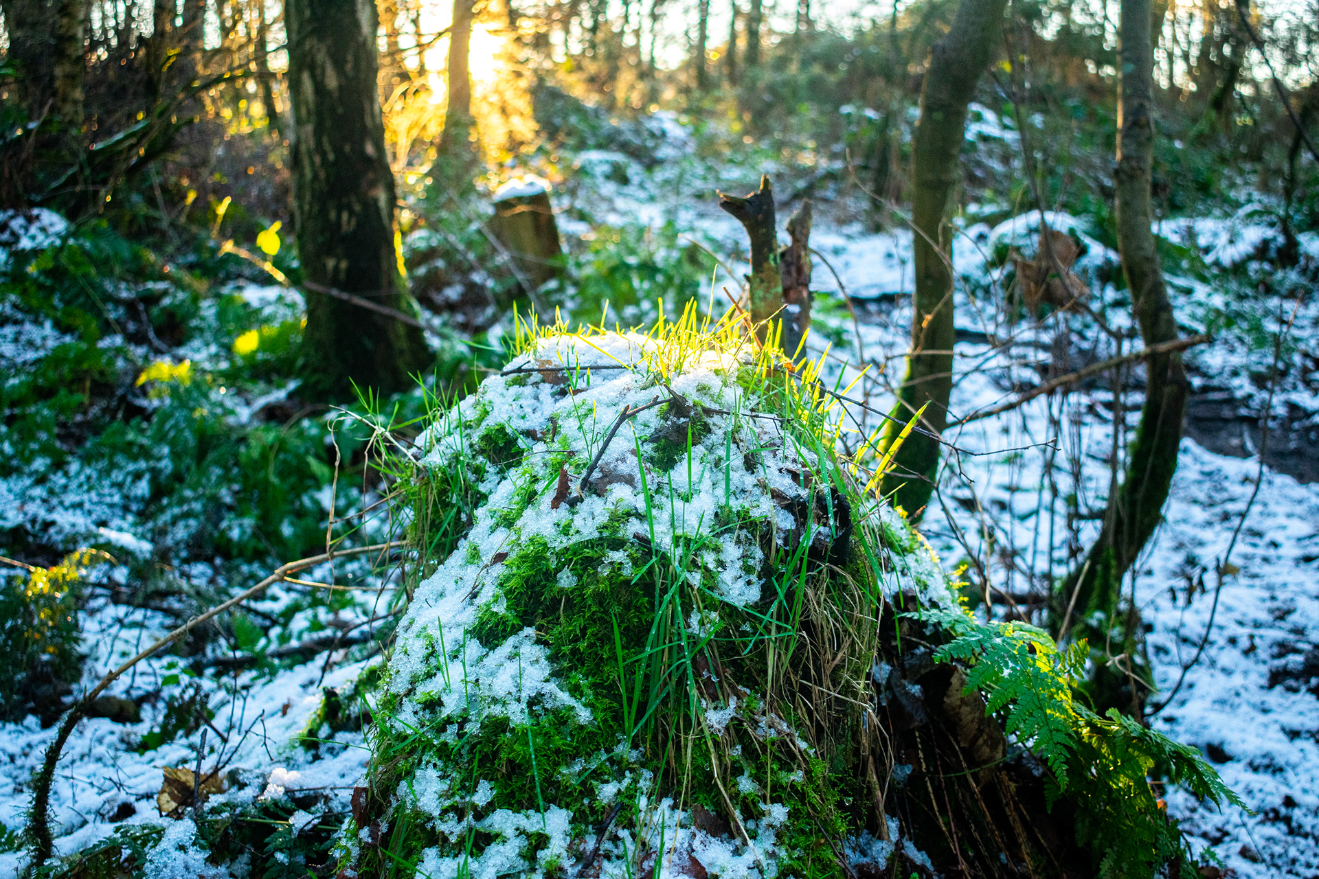 Image Editing: Selective Lens Blur