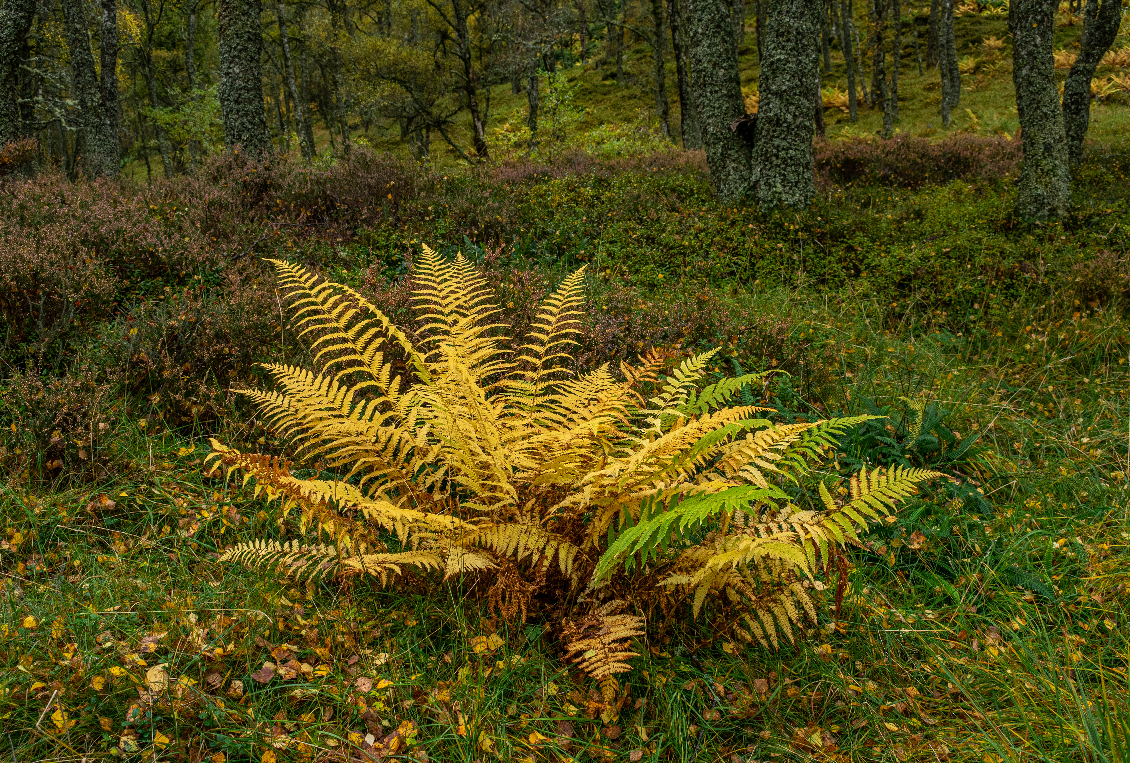 October: Aviemore