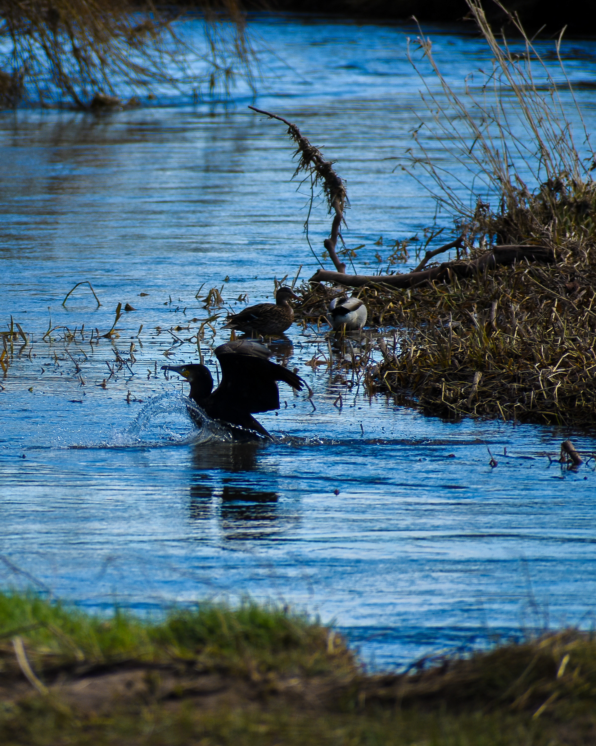 February: Discovering Cupar